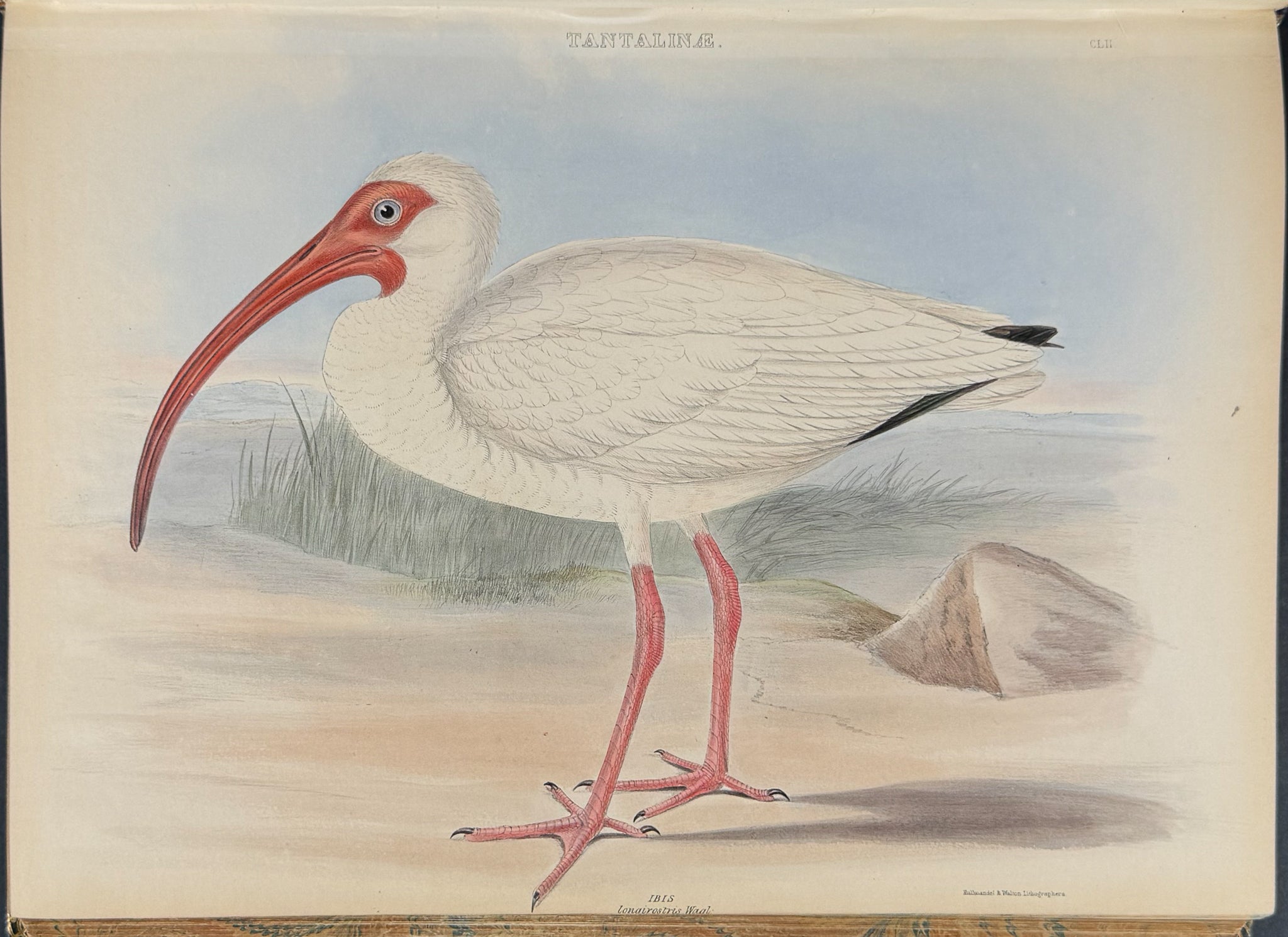 The Genera of Birds