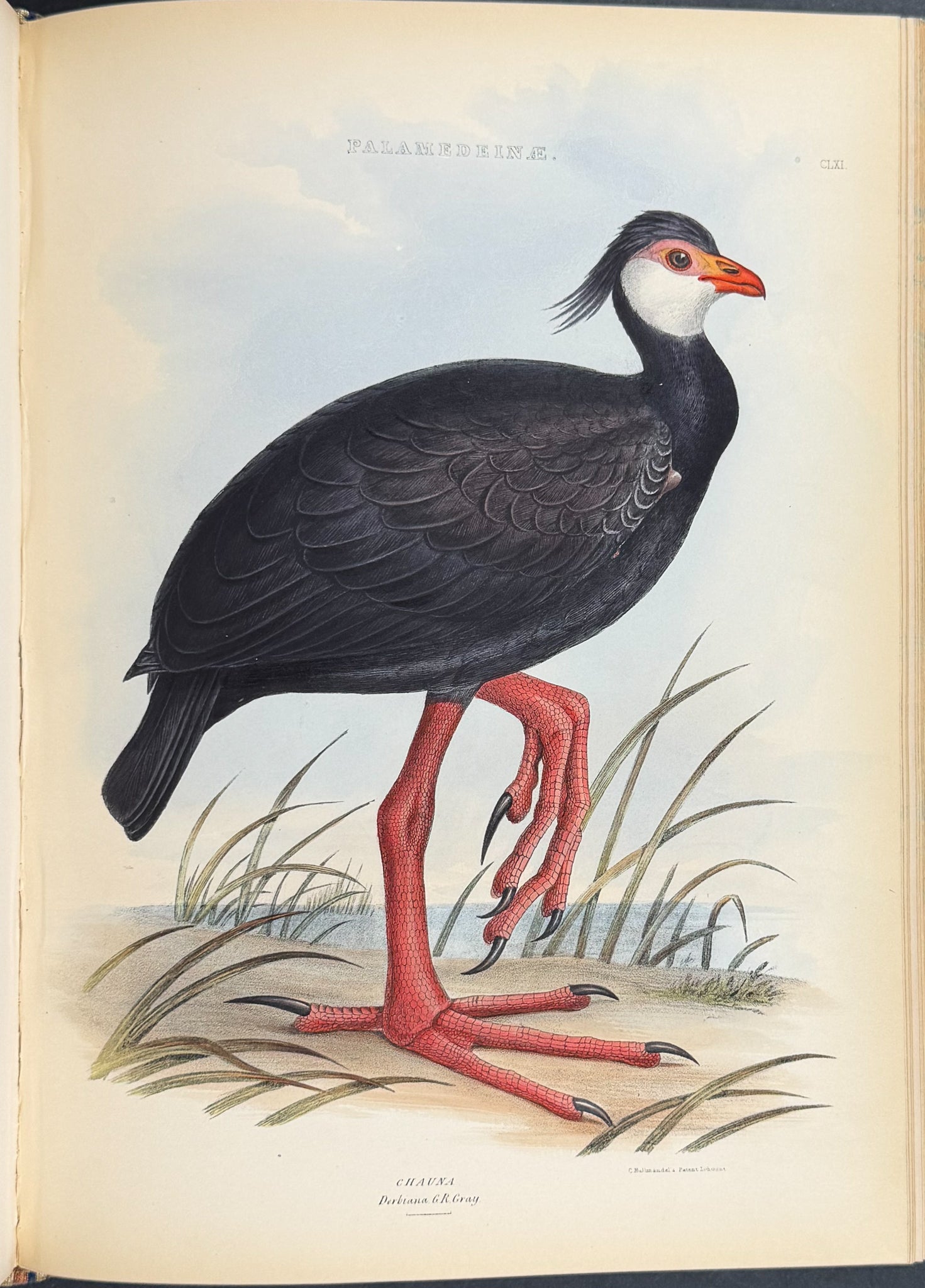The Genera of Birds