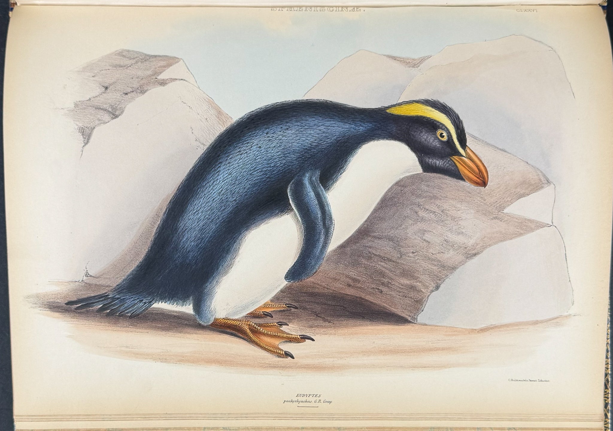 The Genera of Birds