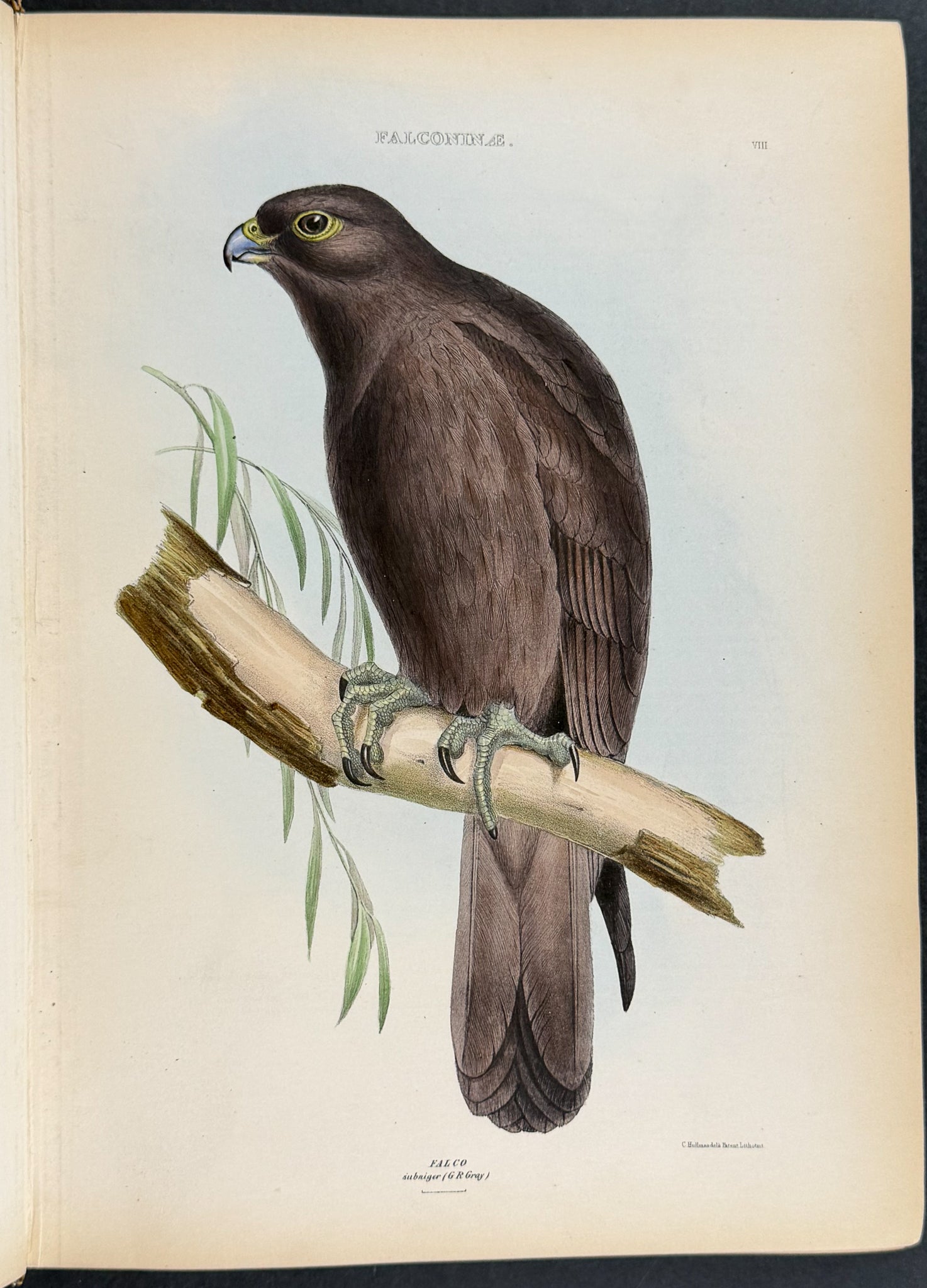 The Genera of Birds
