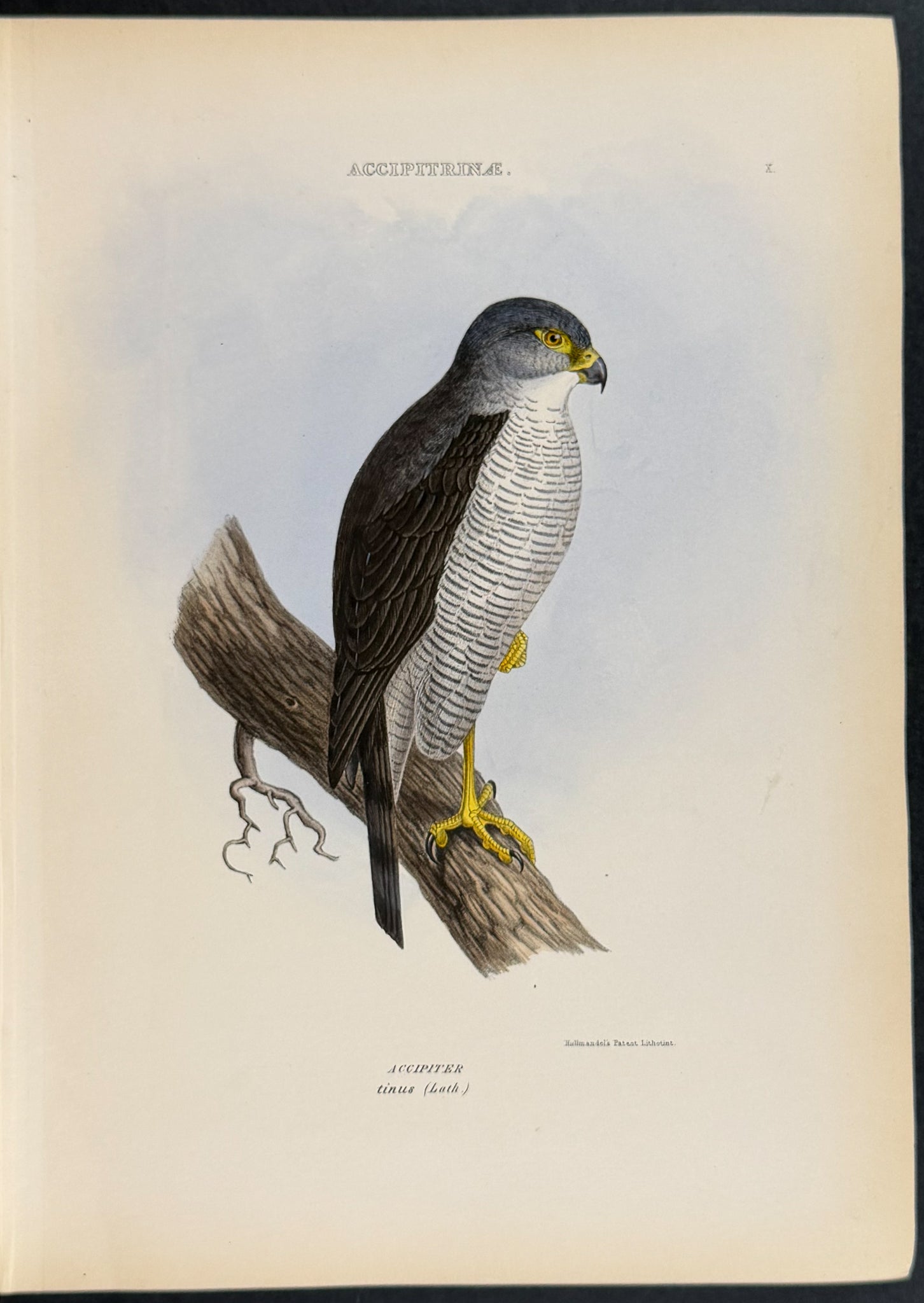 The Genera of Birds