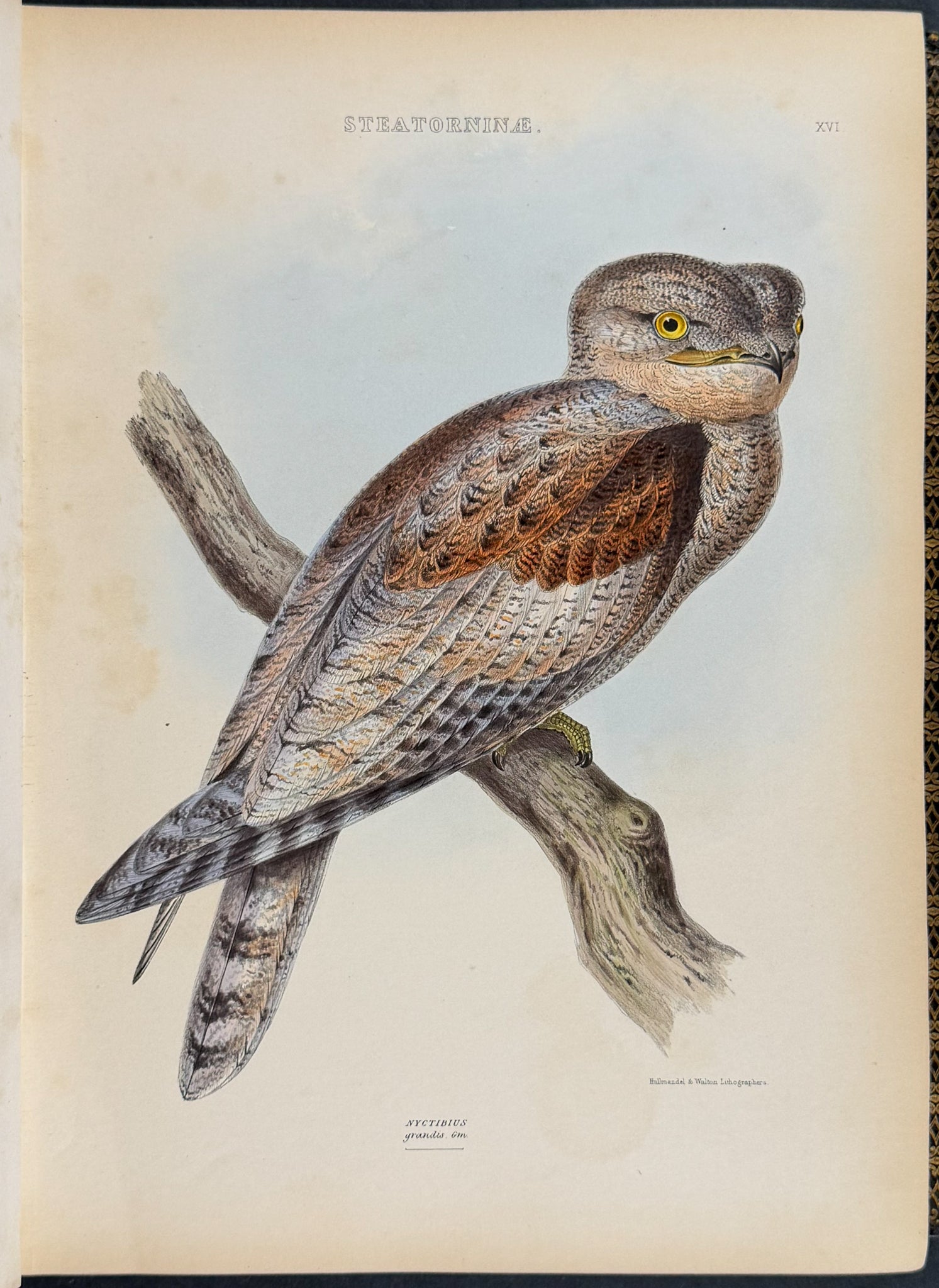 The Genera of Birds