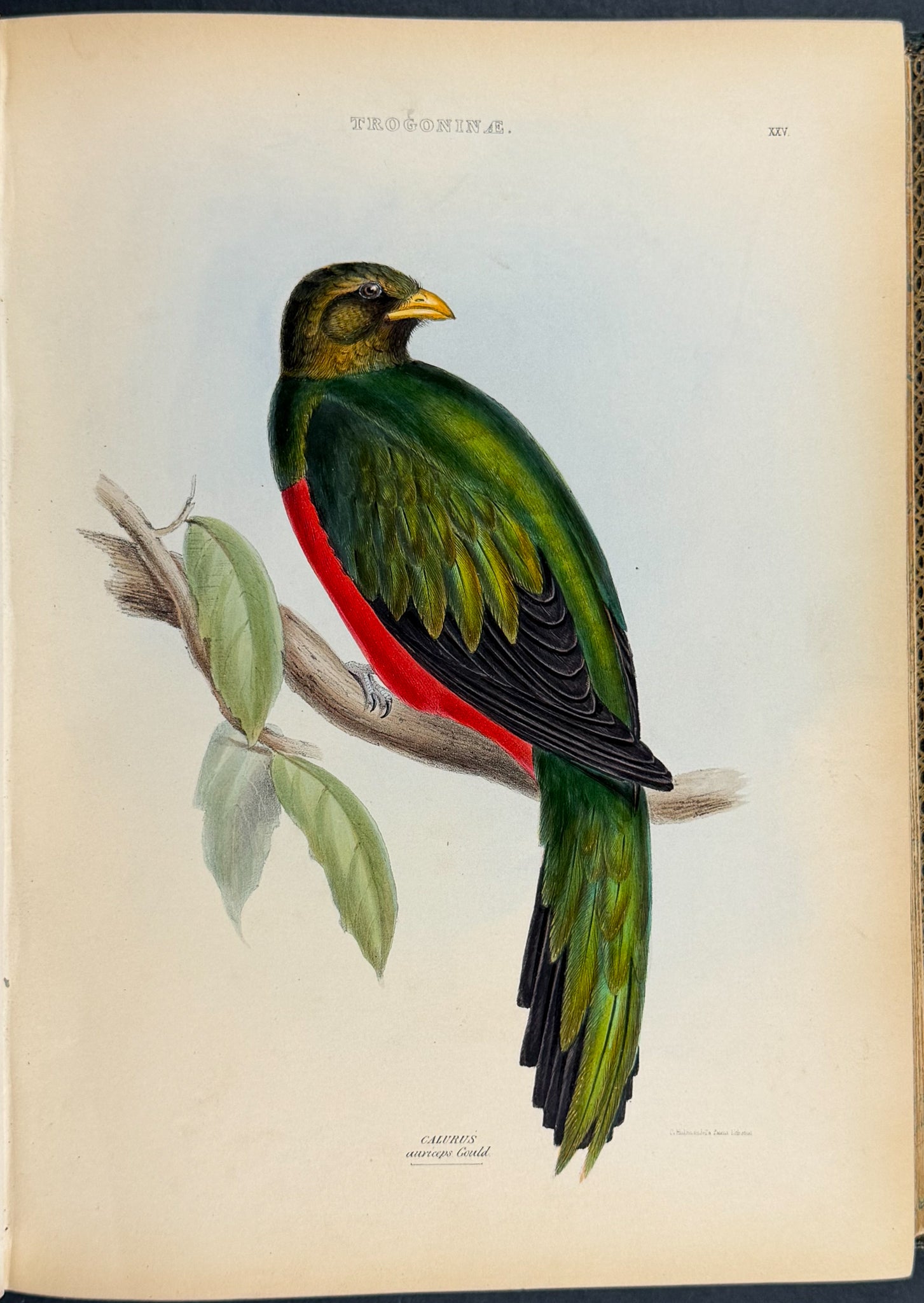 The Genera of Birds