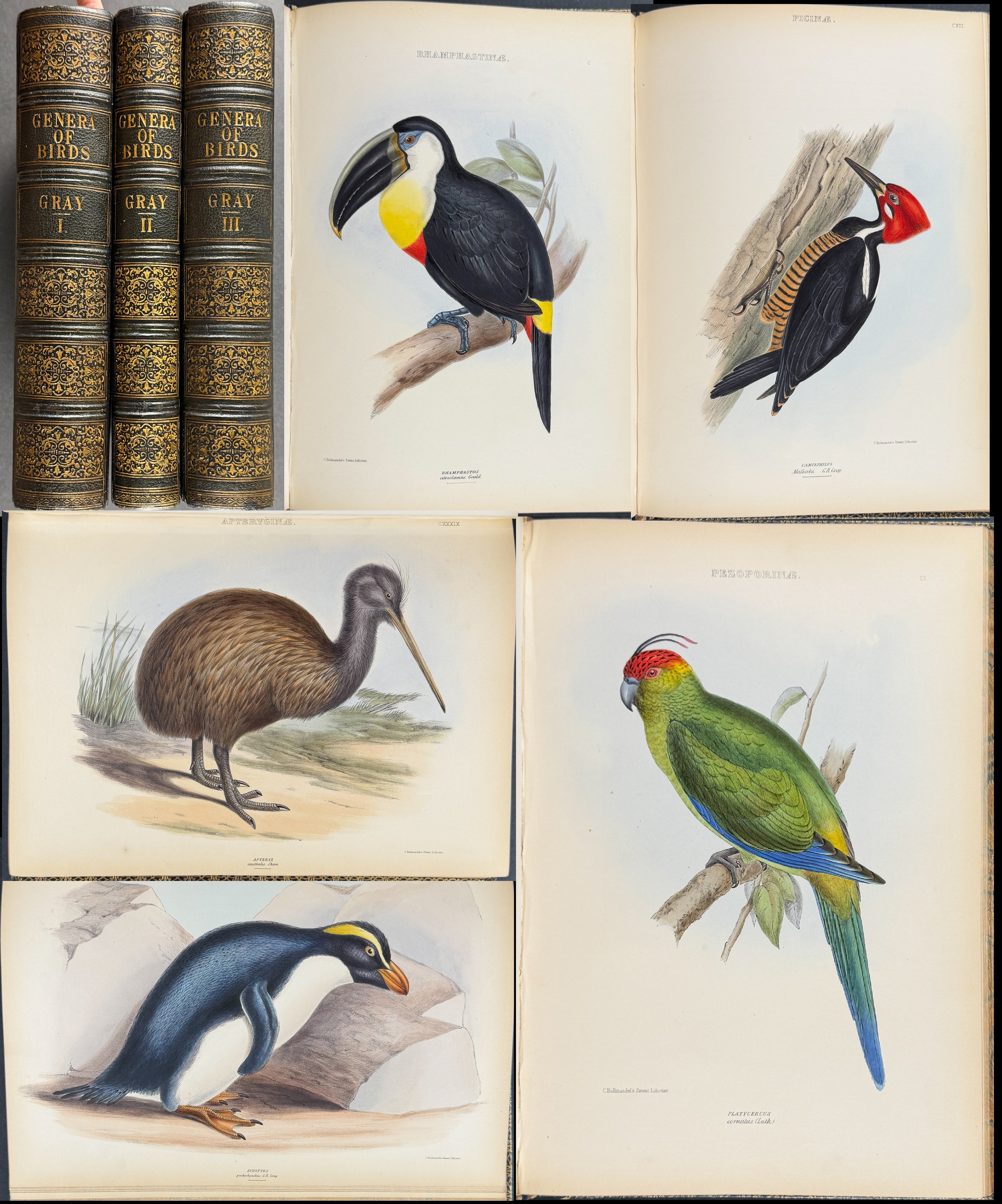 The Genera of Birds