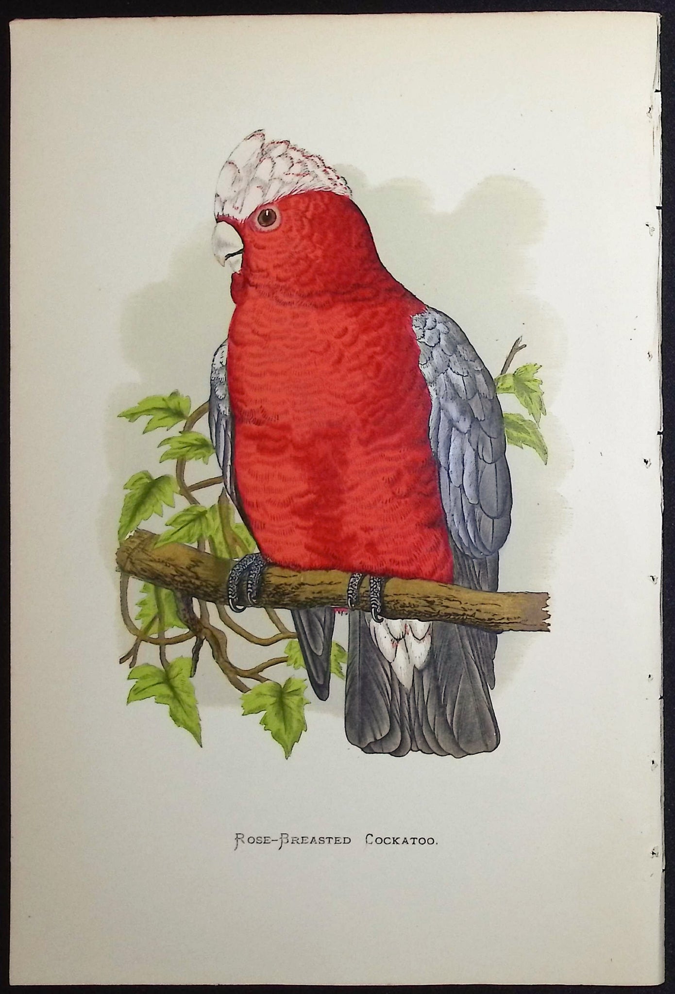 Rose-breasted Cockatoo