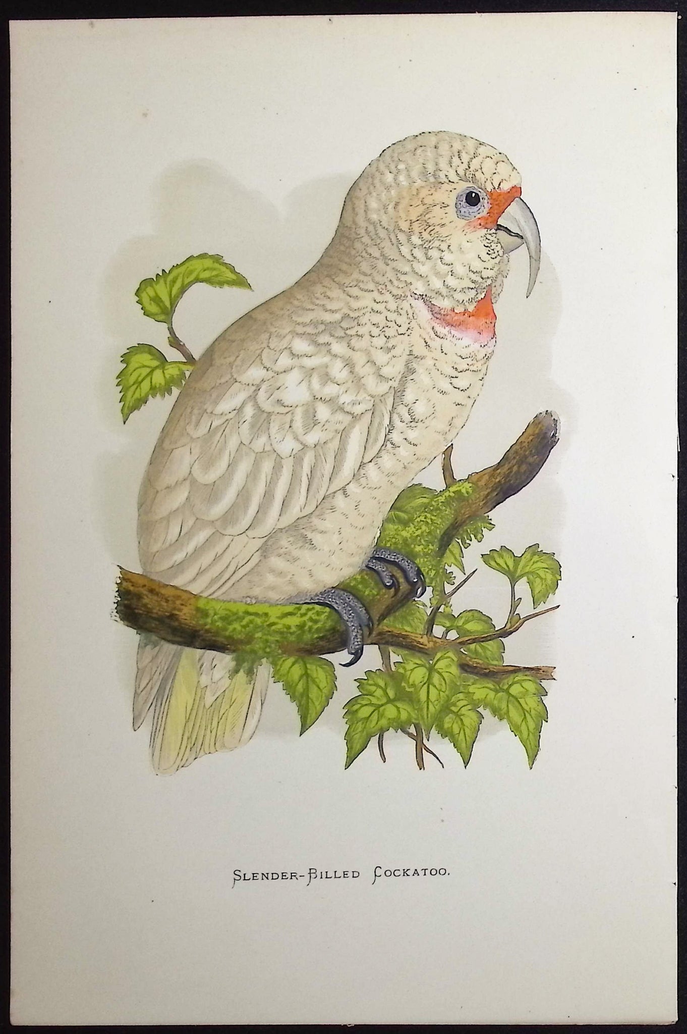 Slender-billed Cockatoo
