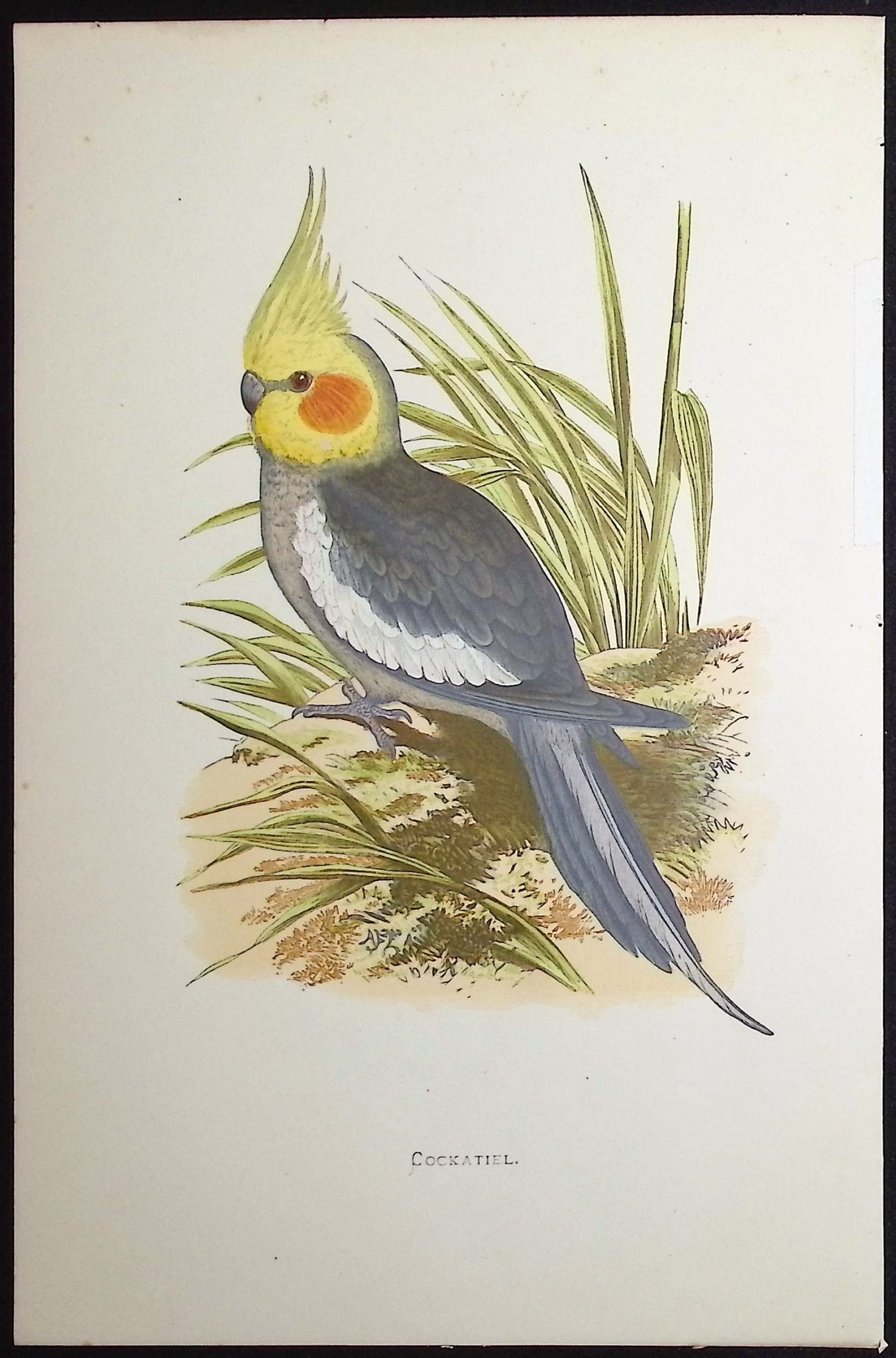 Cockatiel