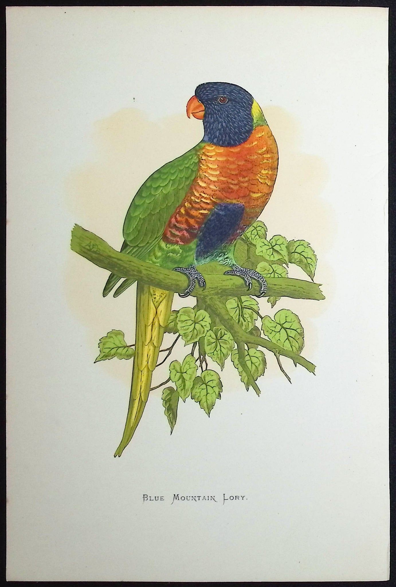 Blue Mountain Lory