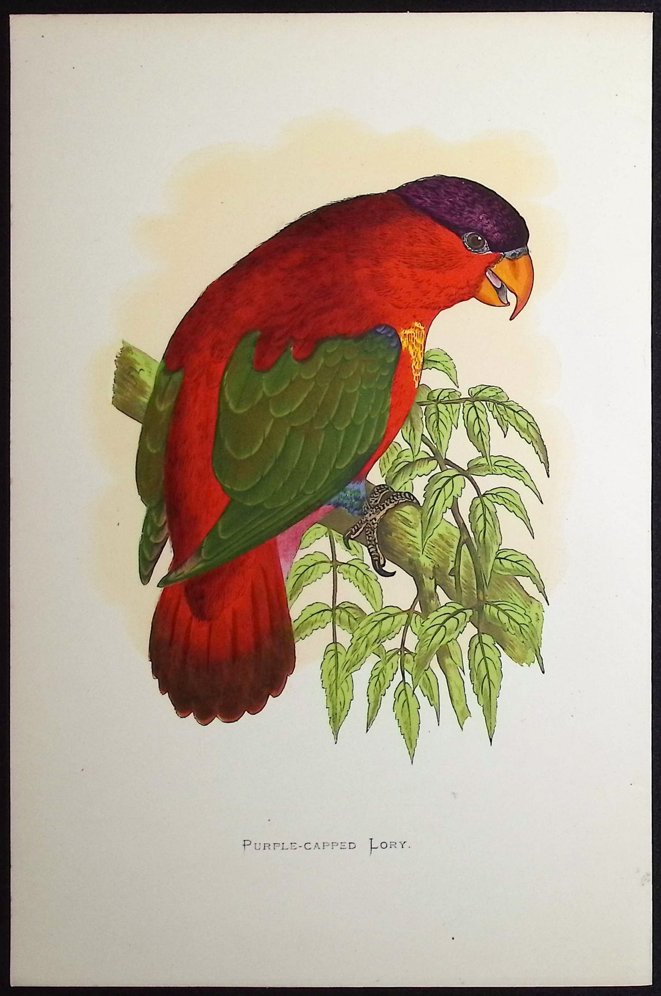 Purple-capped Lory