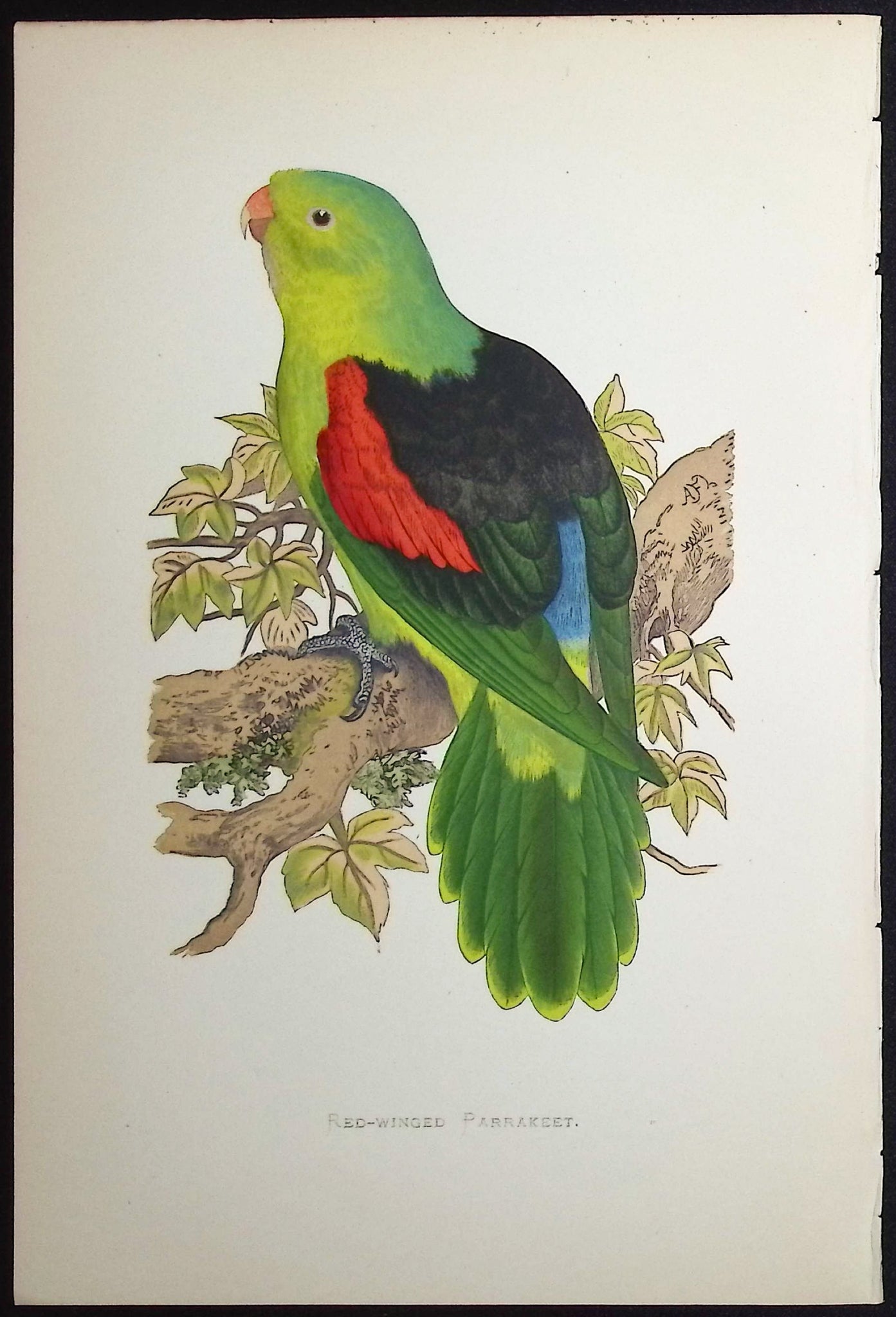 Red-winged Parrakeet
