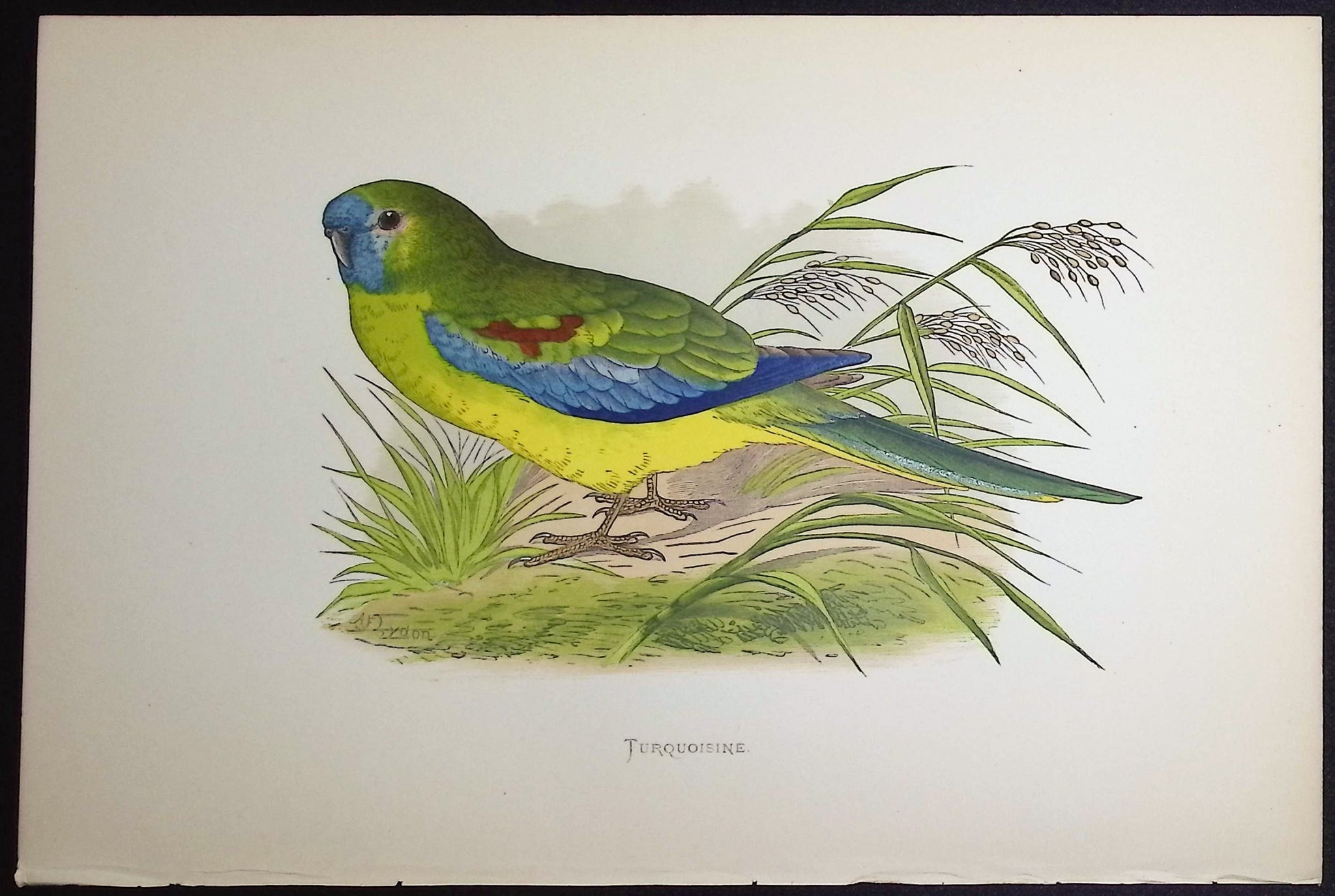 Turquoisine