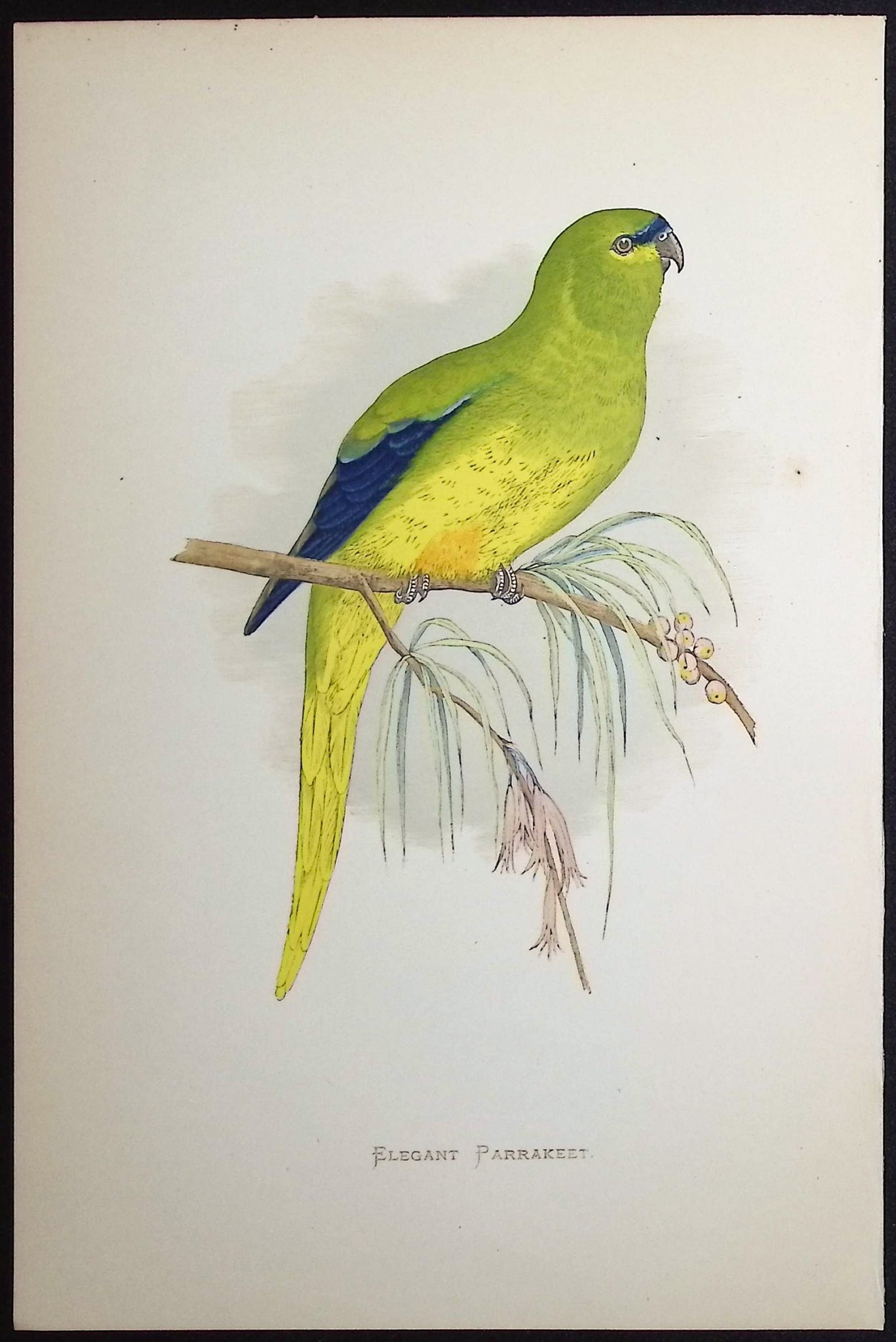 Elegant Parrakeet