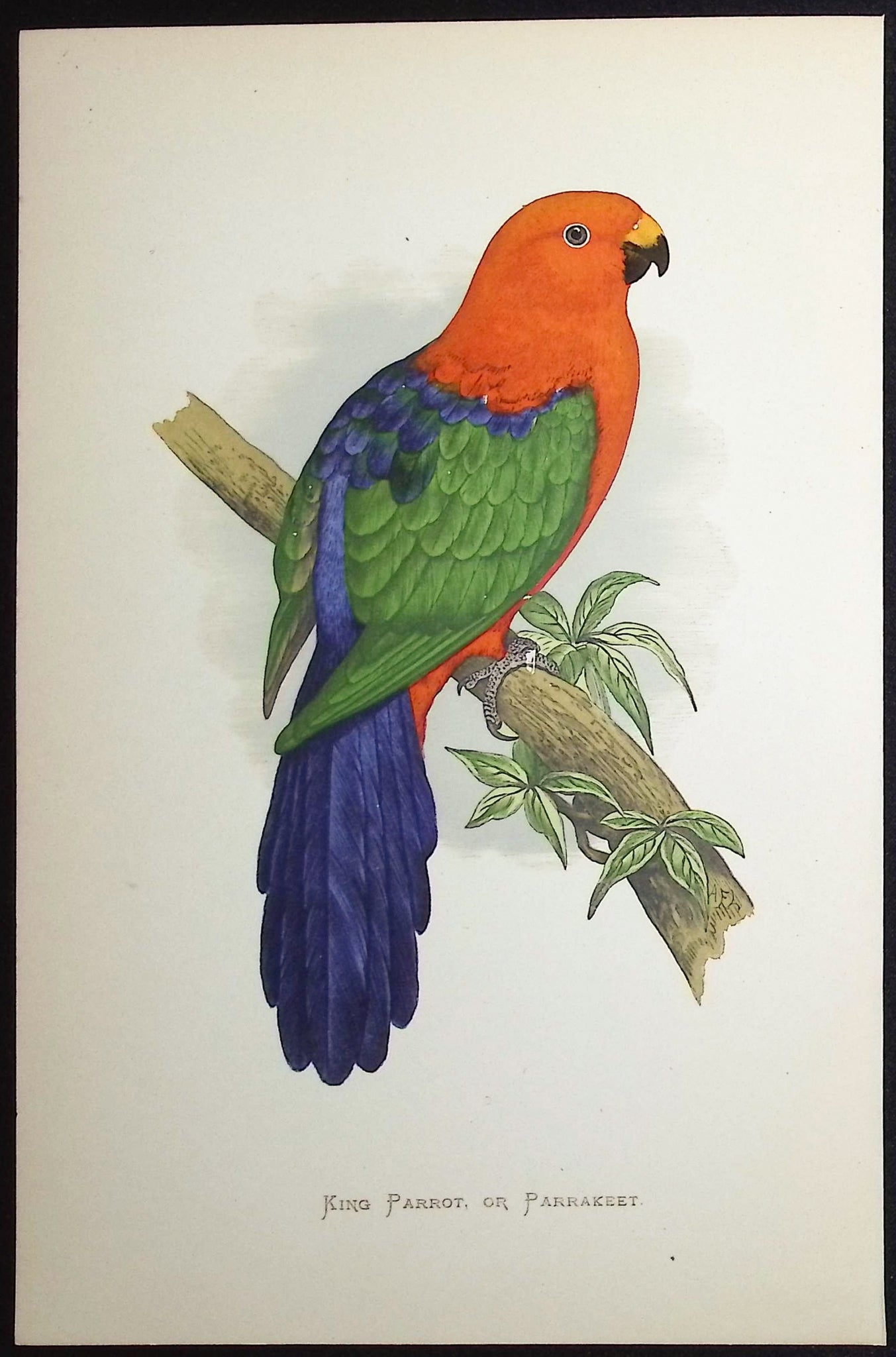 King Parrot or Parrakeet