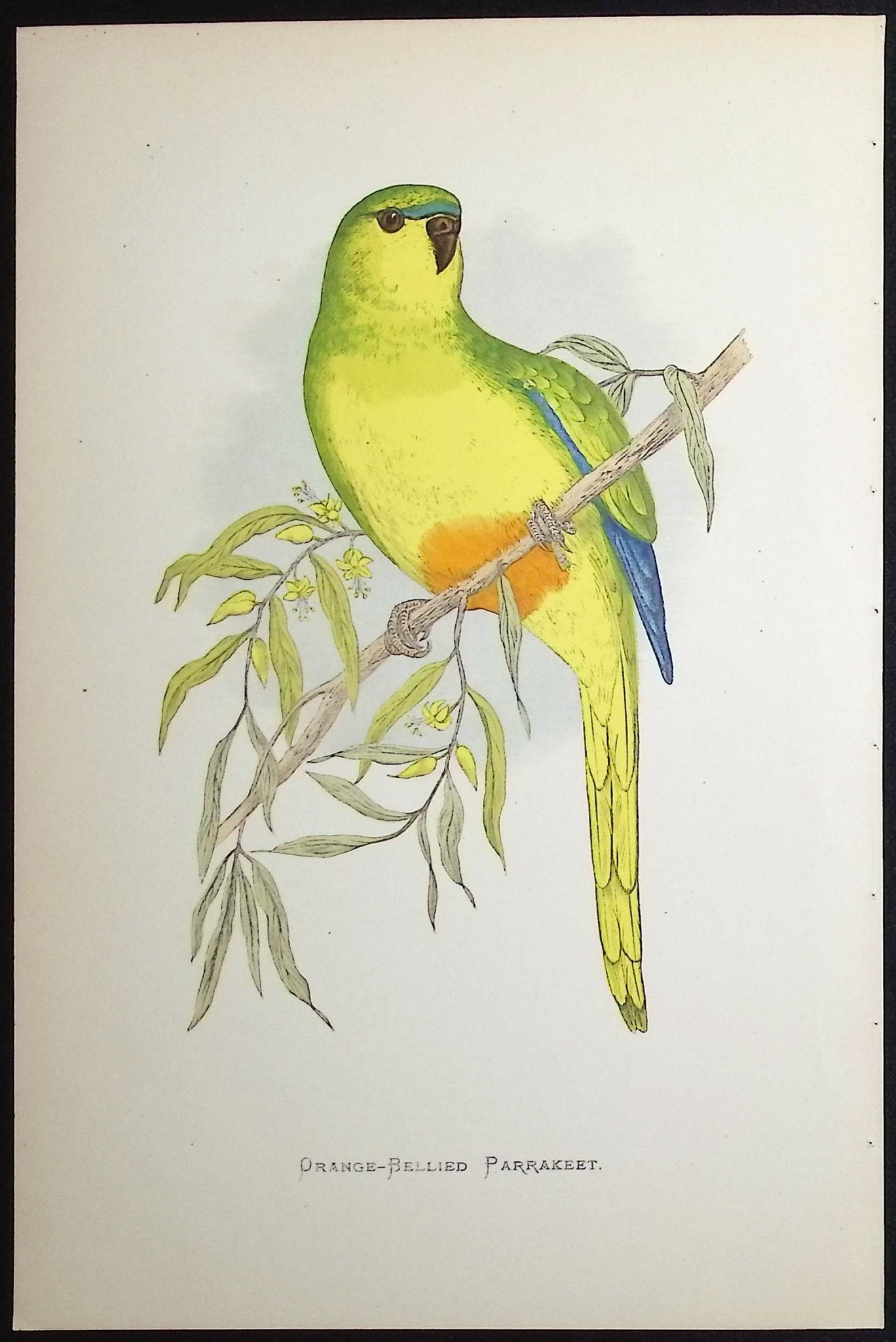 Orange-bellied Parrakeet