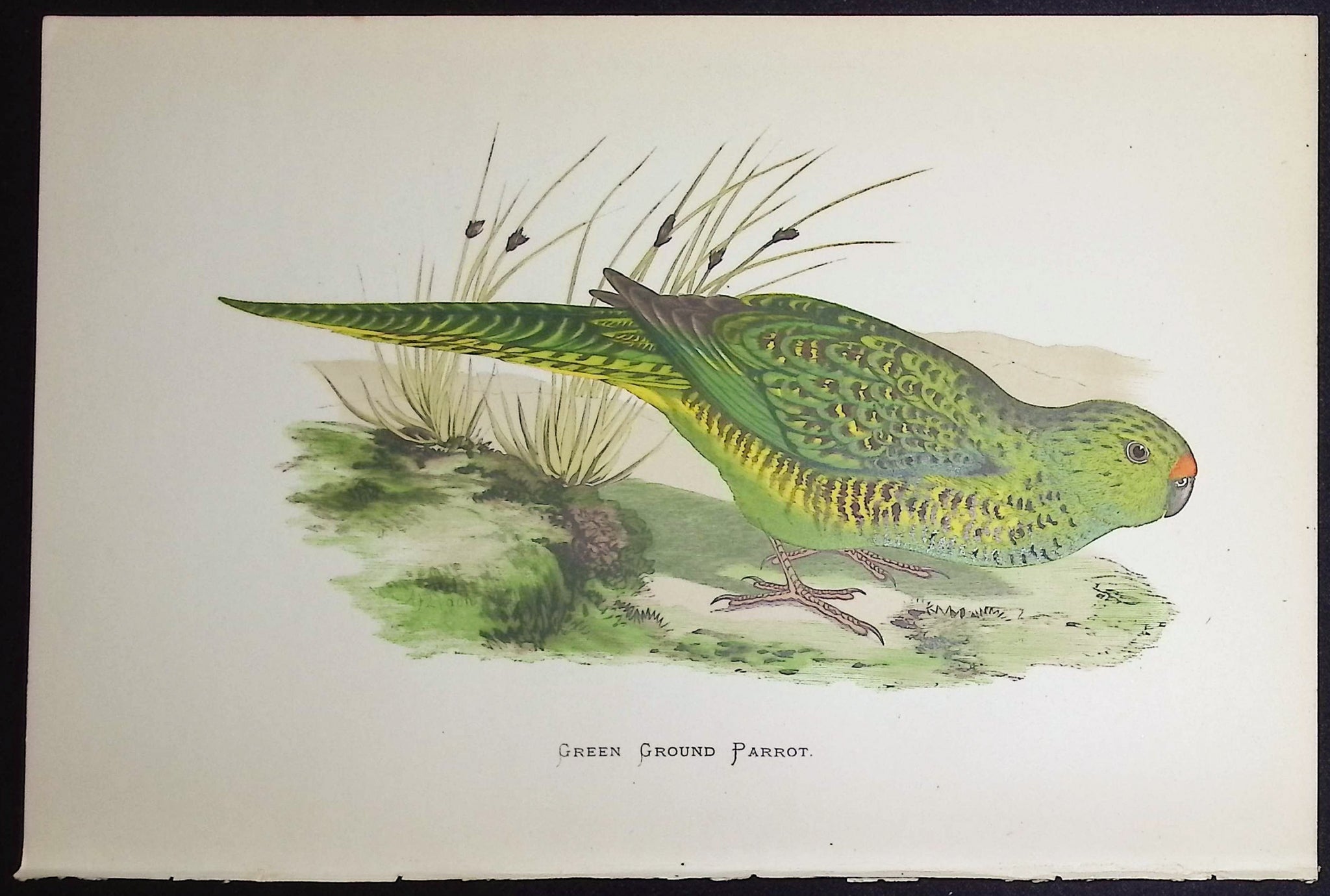 Green Ground Parrot