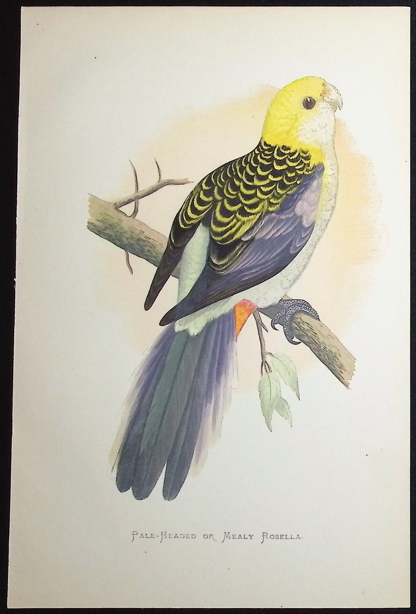 Pale-headed or Mealy Rosella