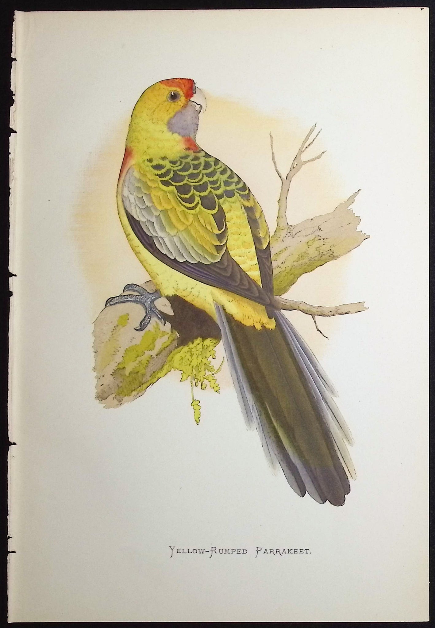 Yellow-rumped Parrakeet