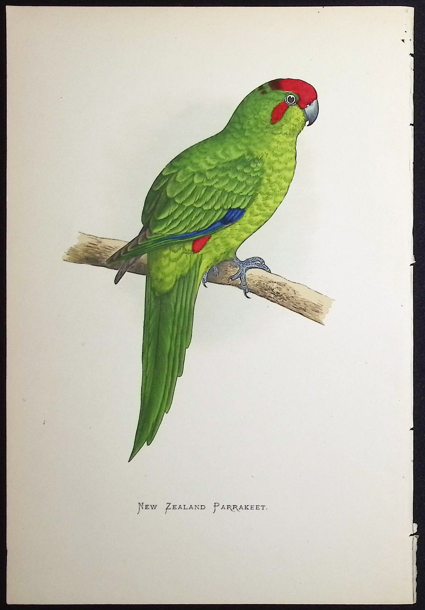 New Zealand Parrakeet