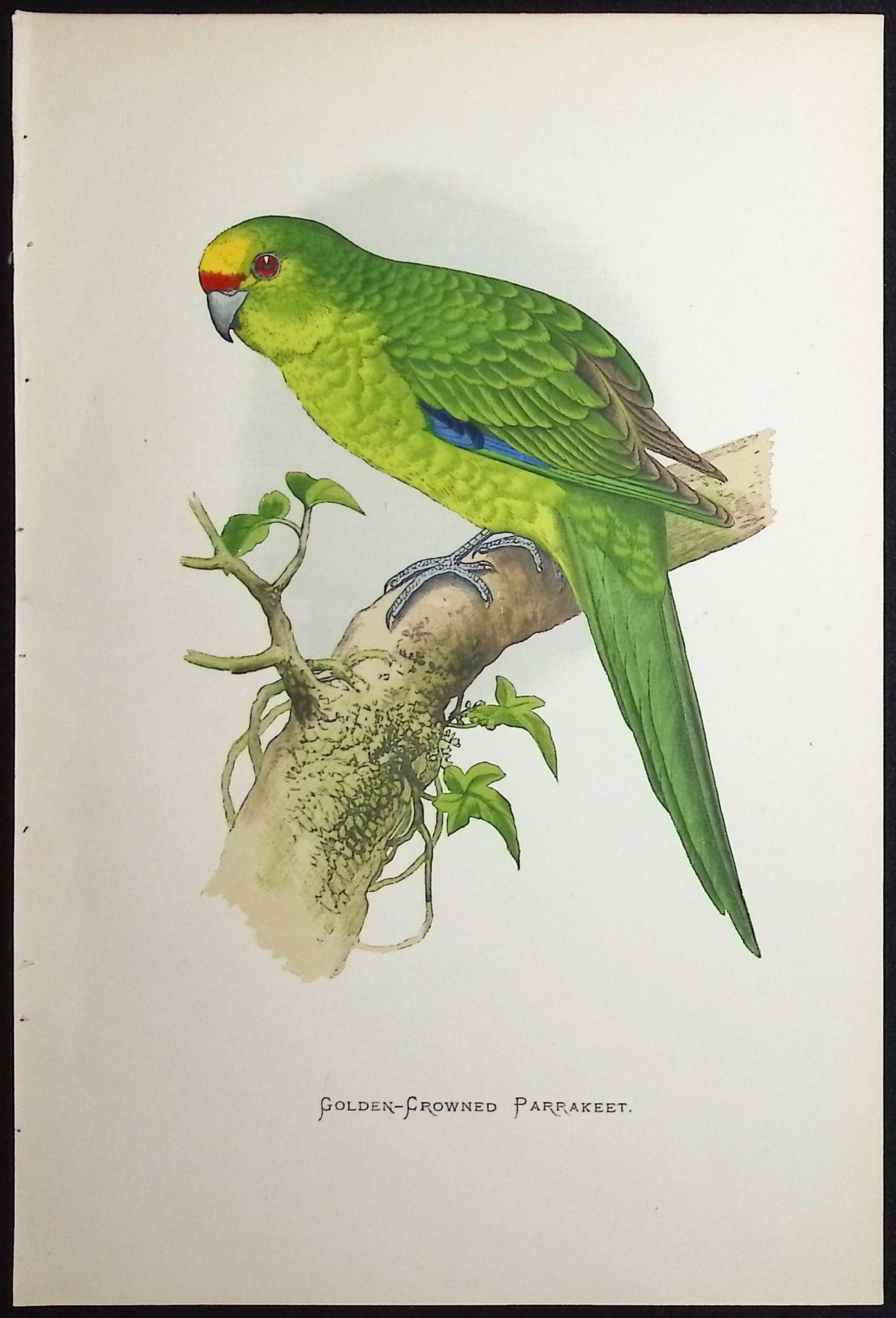 Golden-Crowned Parrakeet