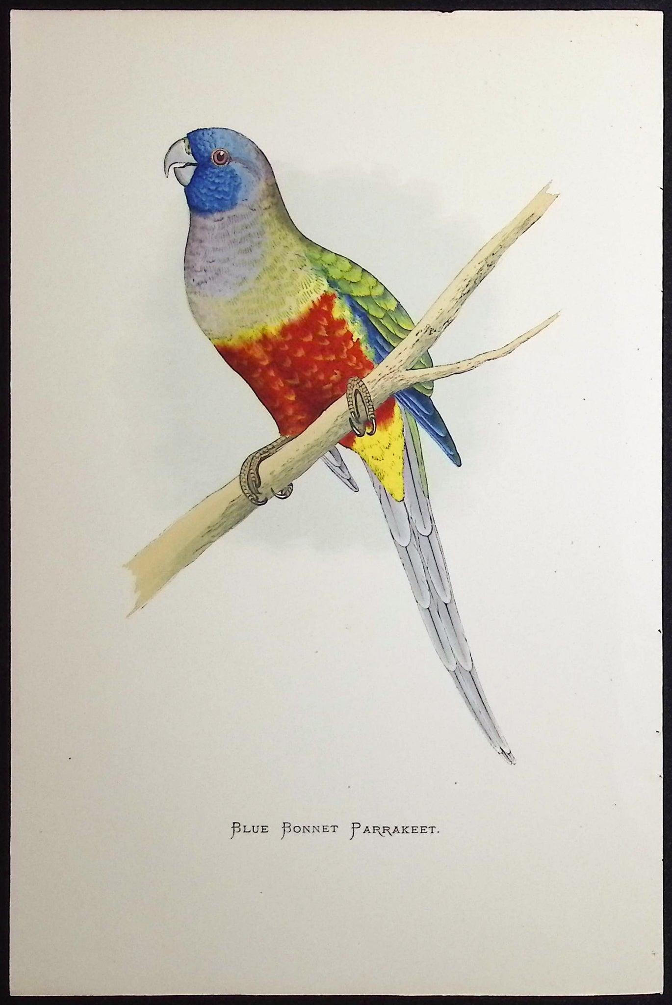 Blue Bonnet Parrakeet