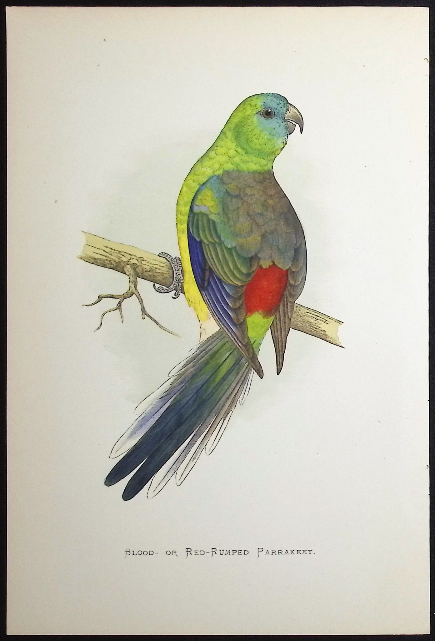 Blood- or Red-rumped Parrakeet