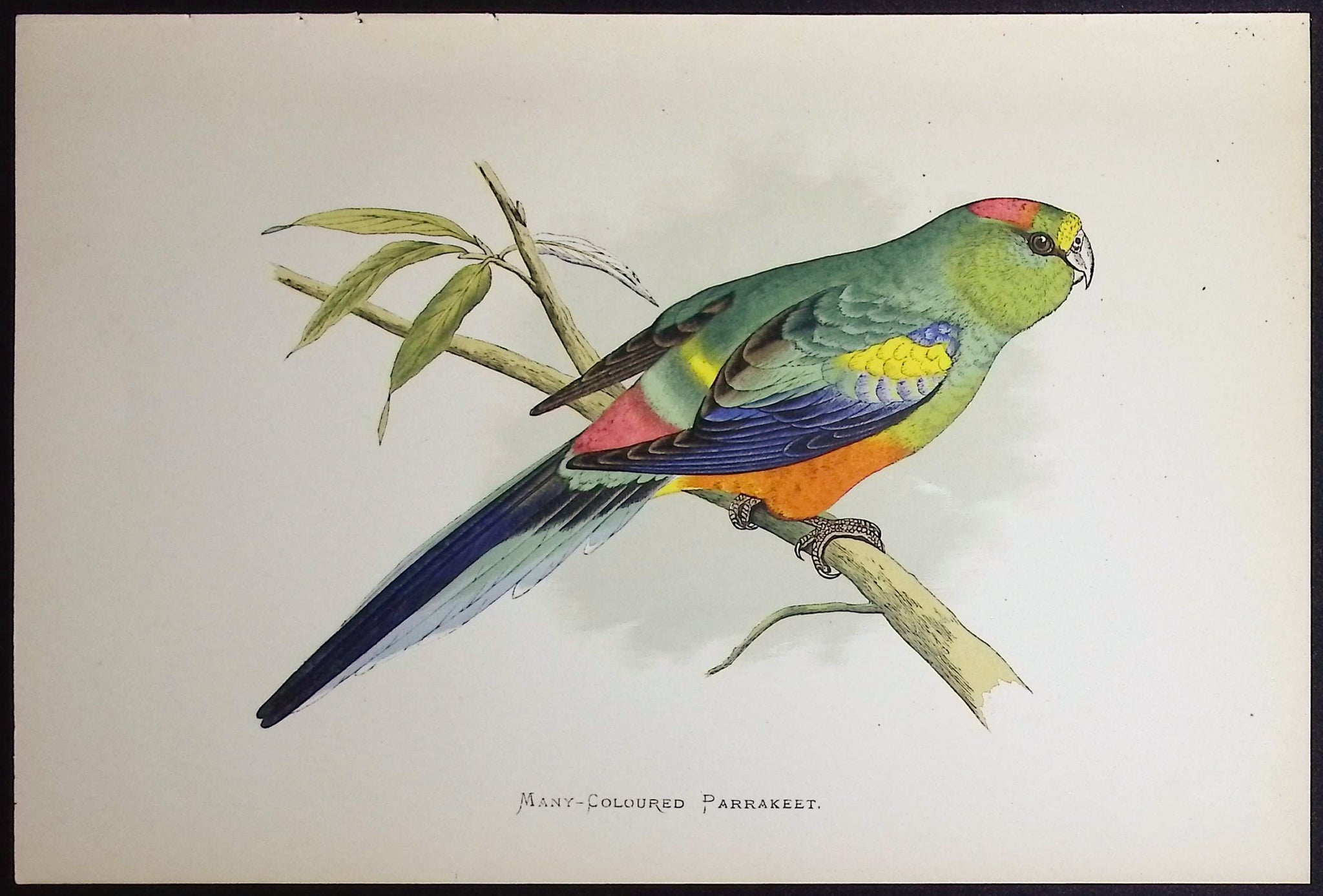 Many-Coloured Parrakeet