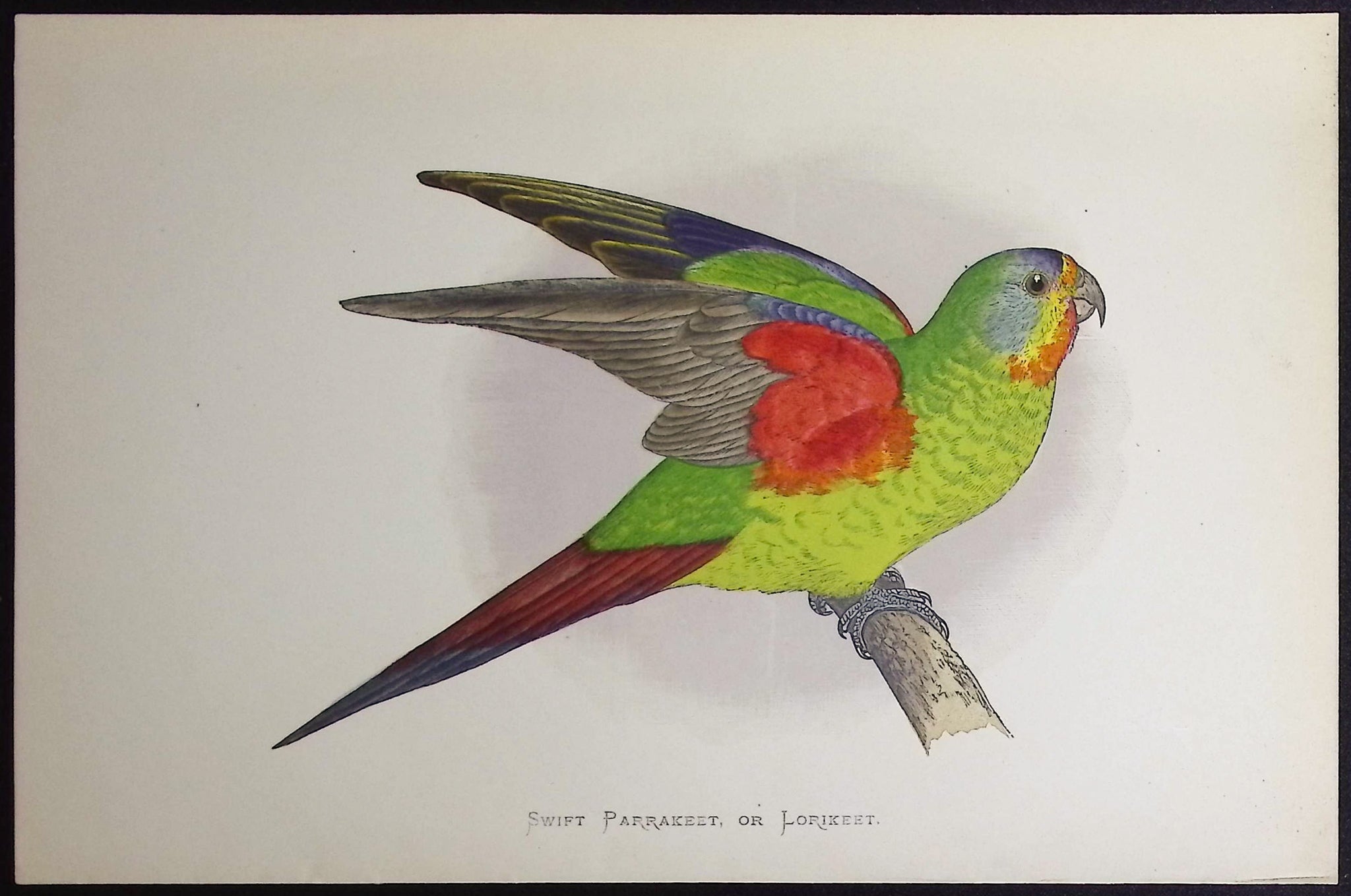 Swift Parraket of Lorikeet