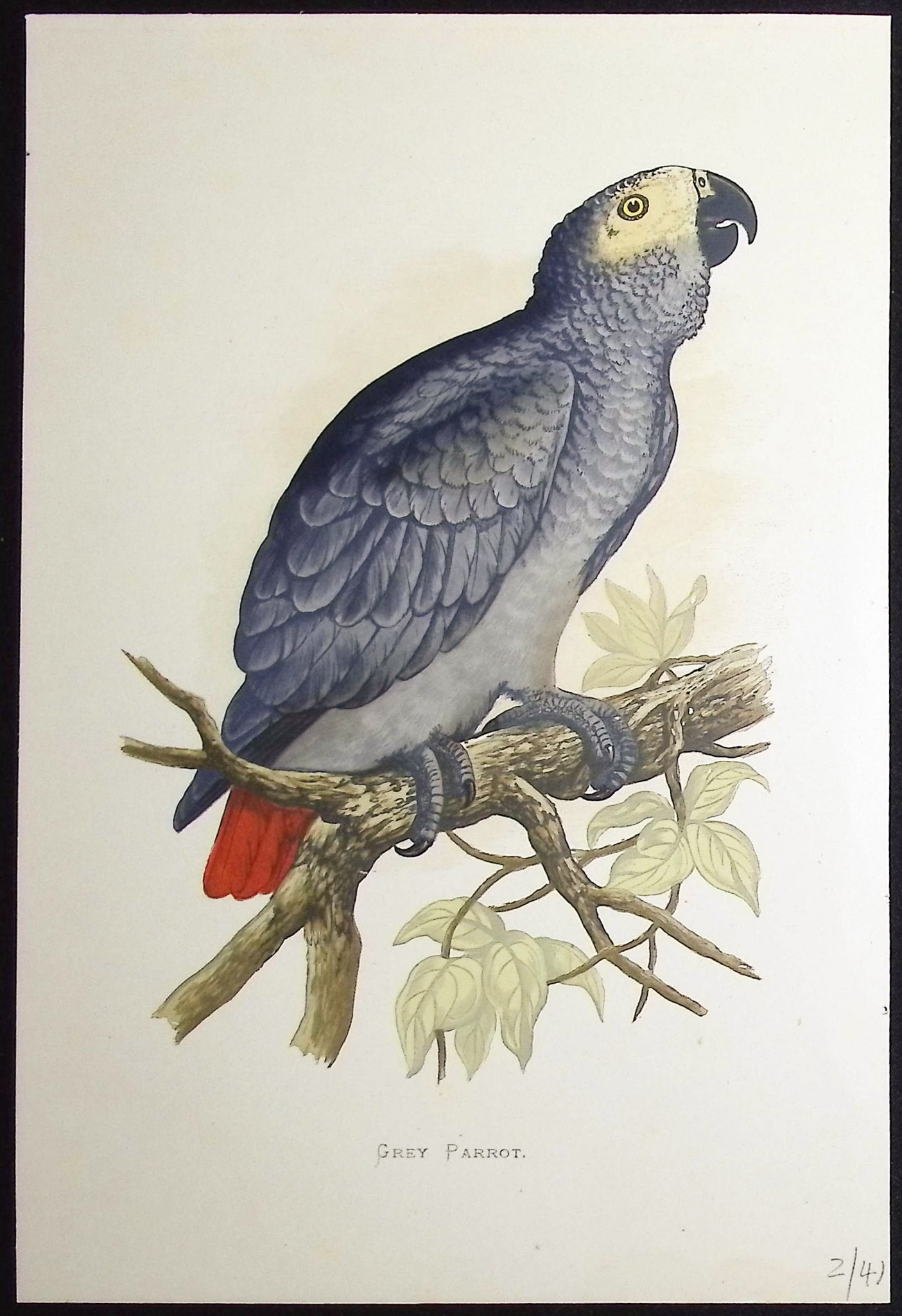 African Grey Parrot