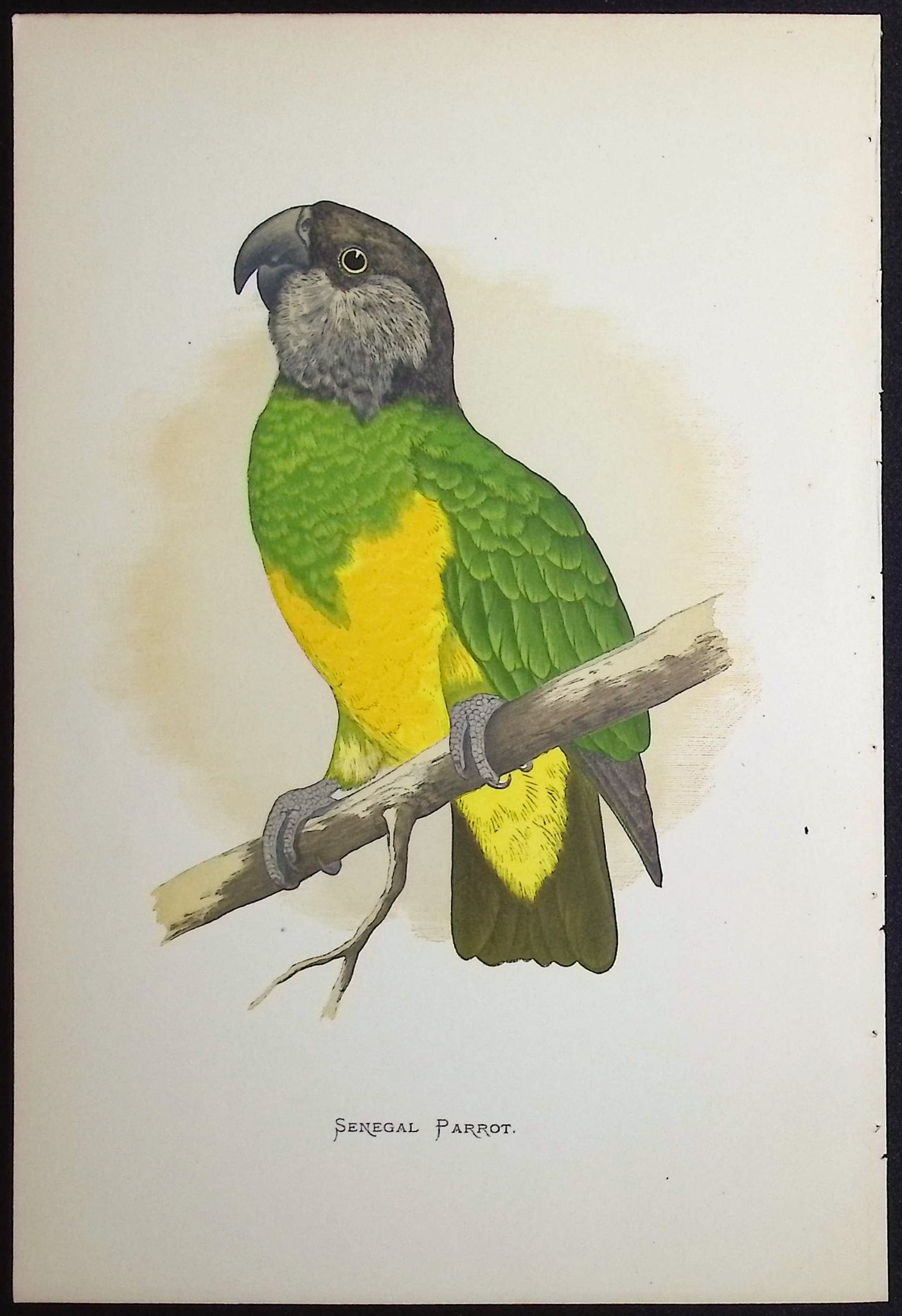 Senegal Parrot