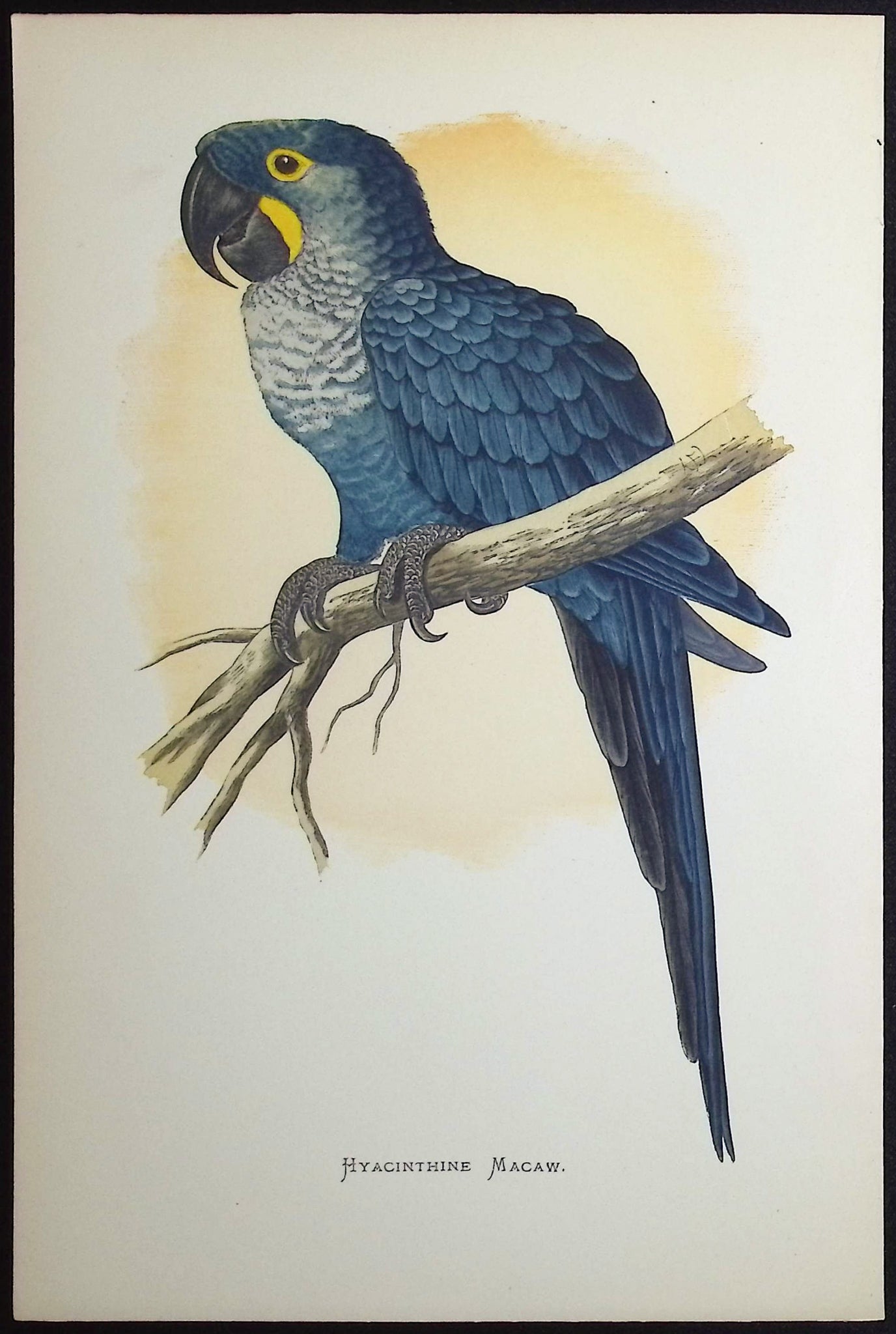 Hyacinthine Macaw