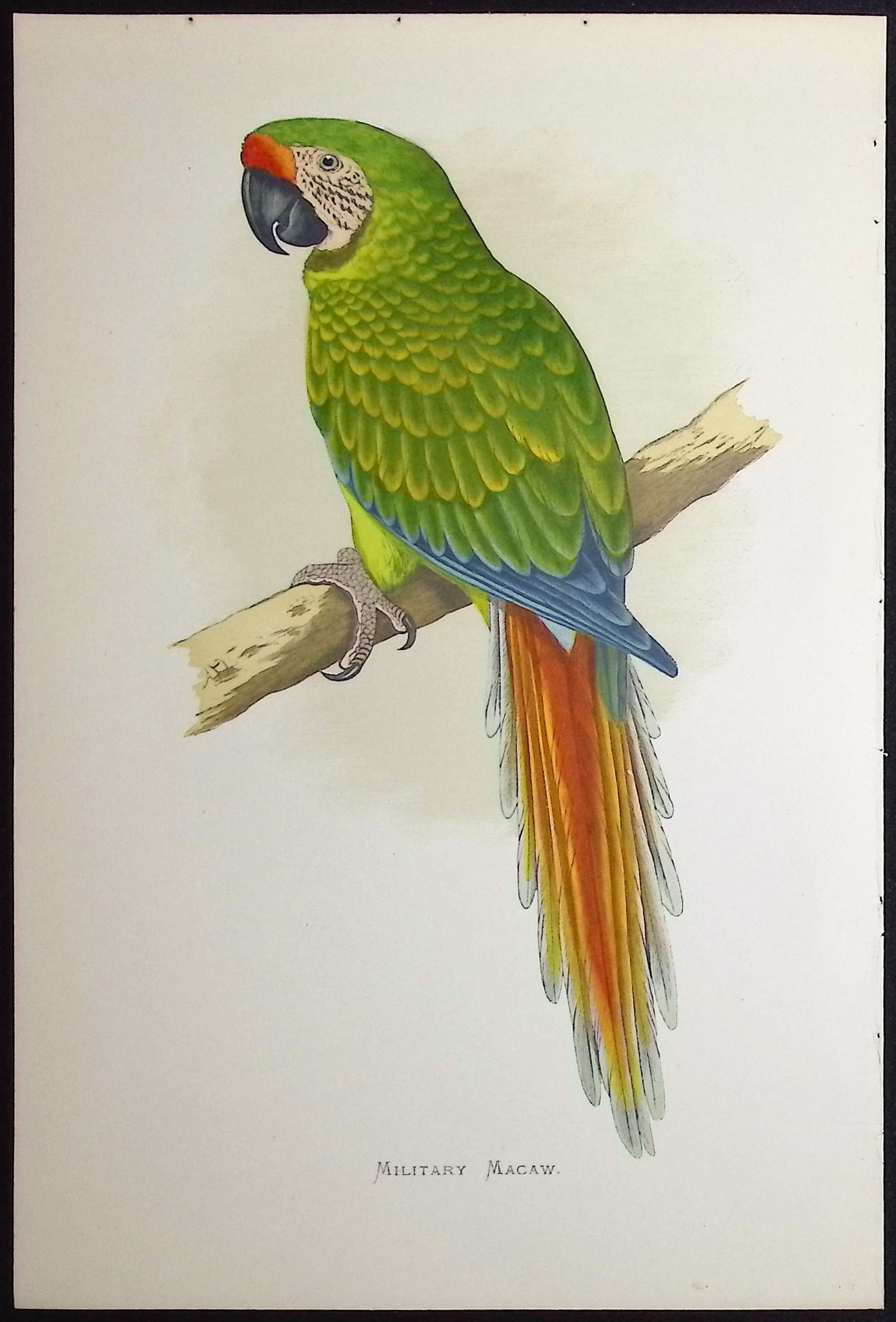 Military Macaw