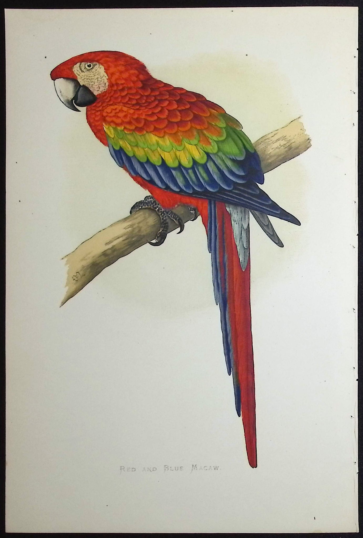Red & Blue Macaw