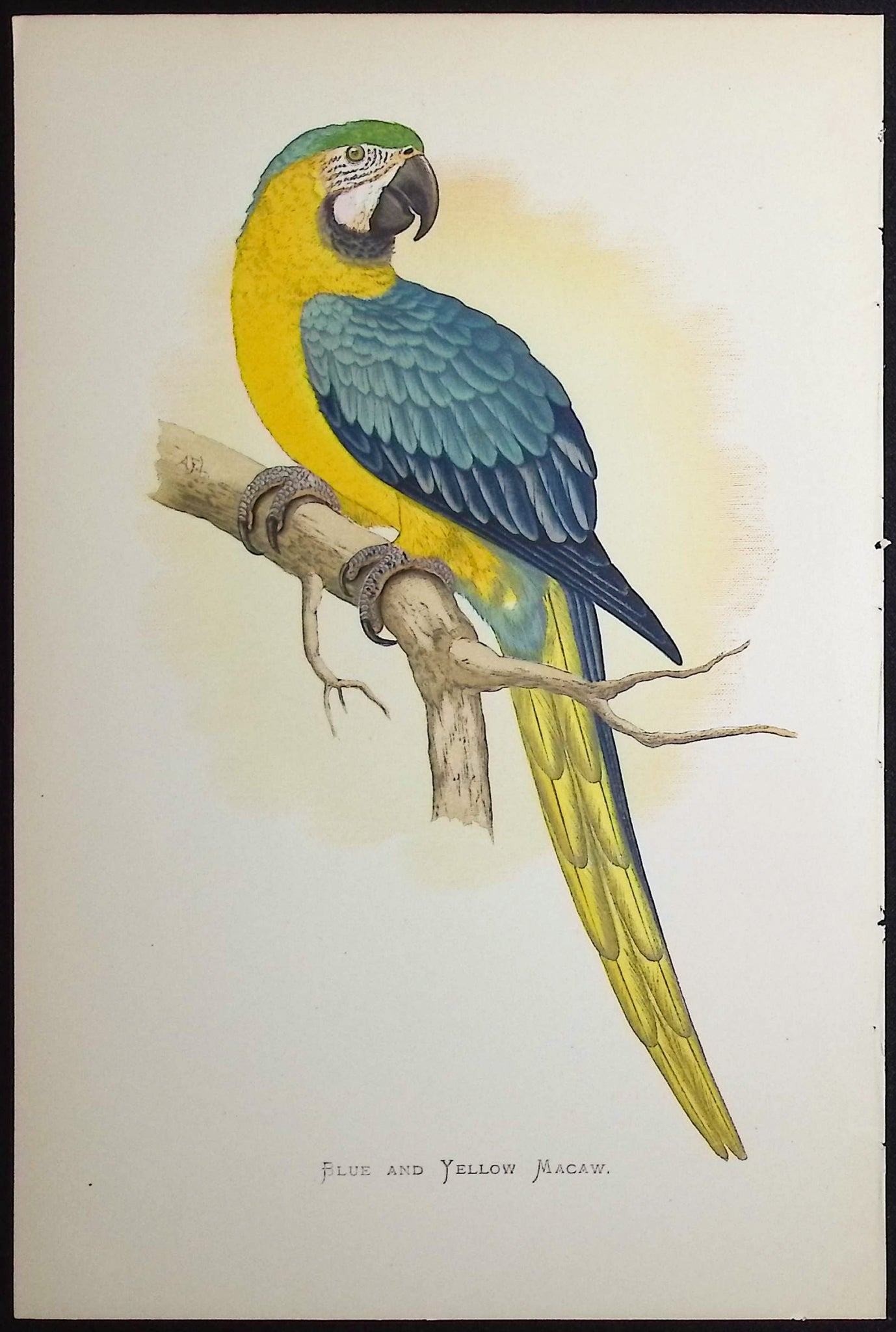 Blue & Yellow Macaw