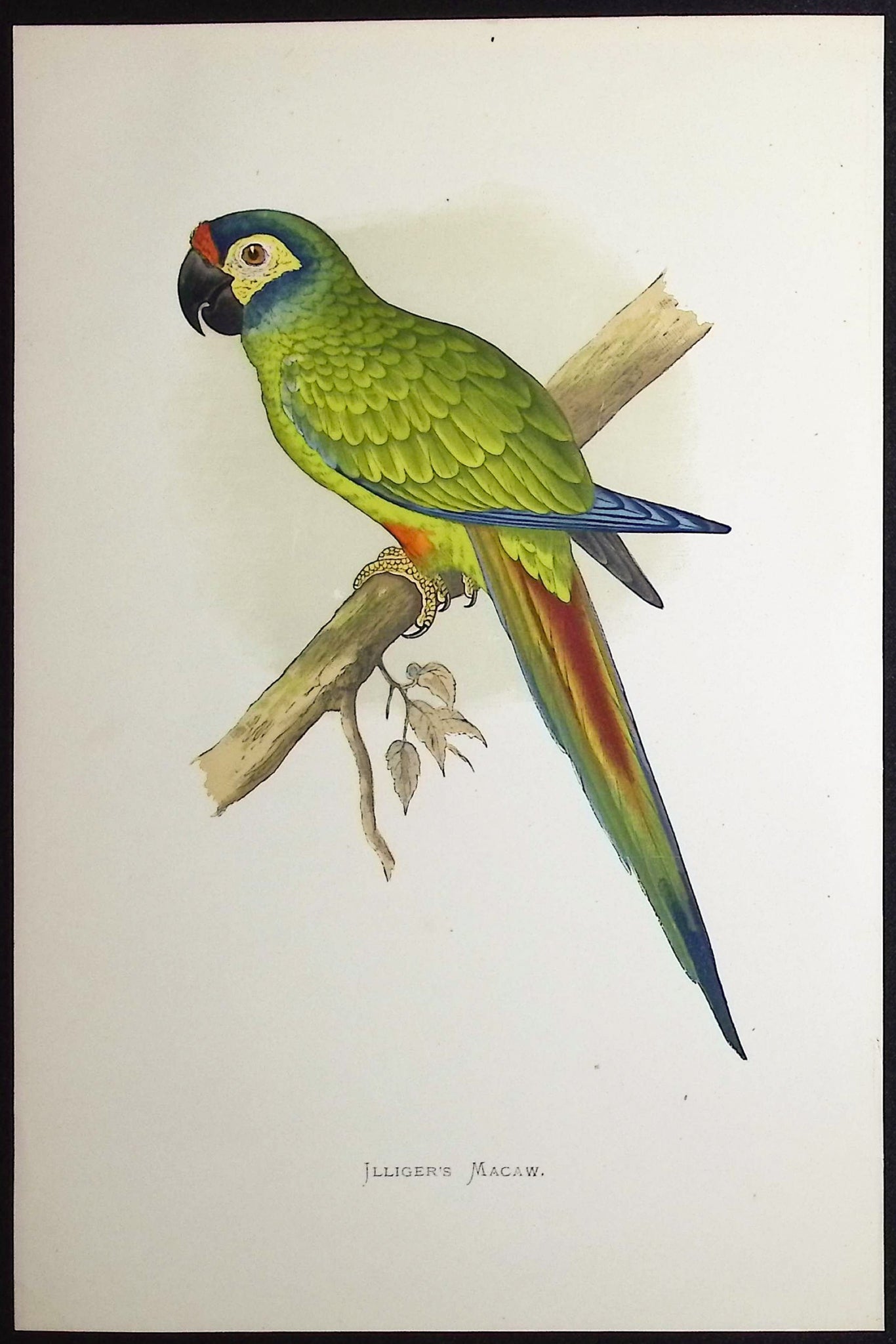Illiger's Macaw