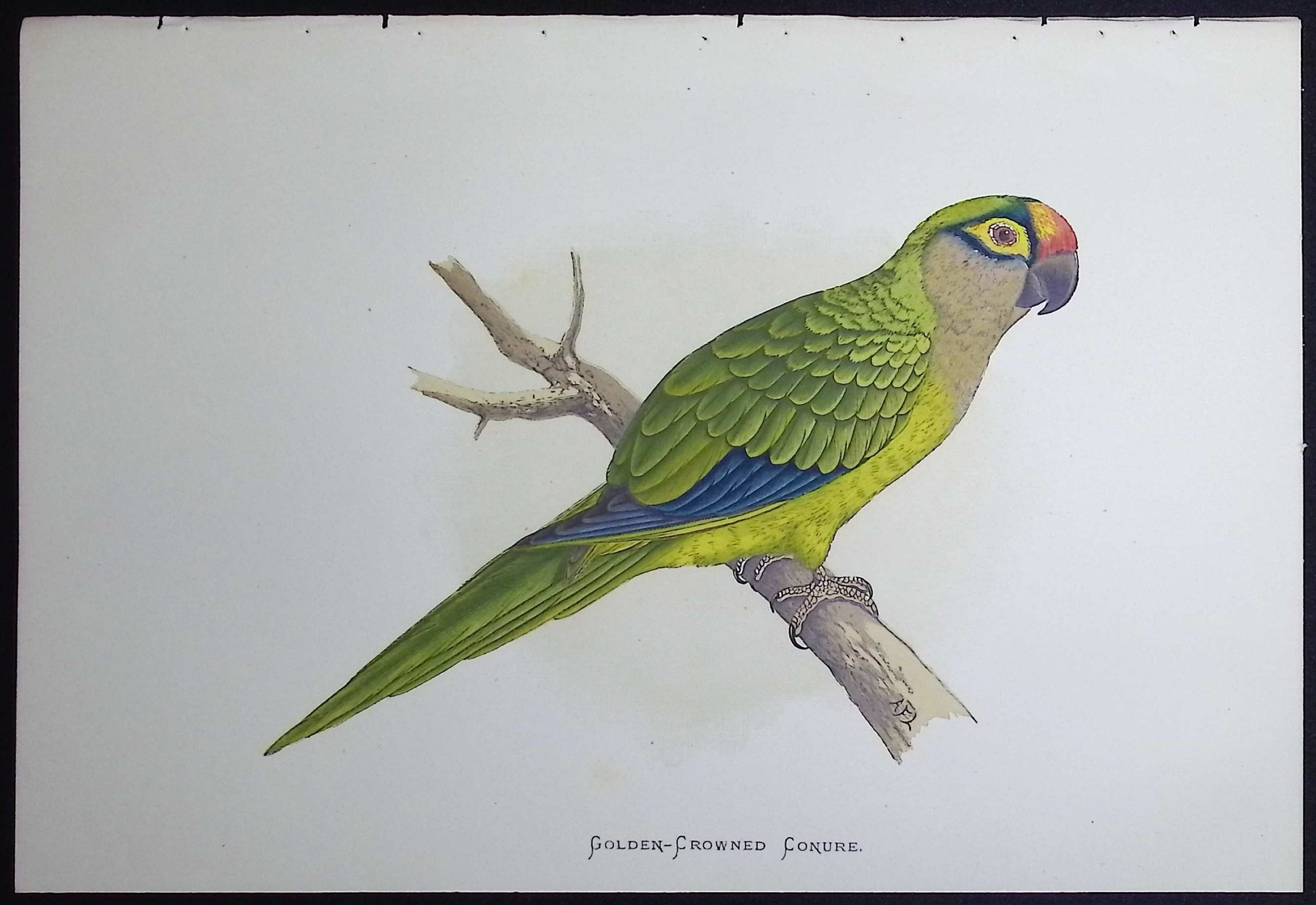 Golden-Crowned Conure