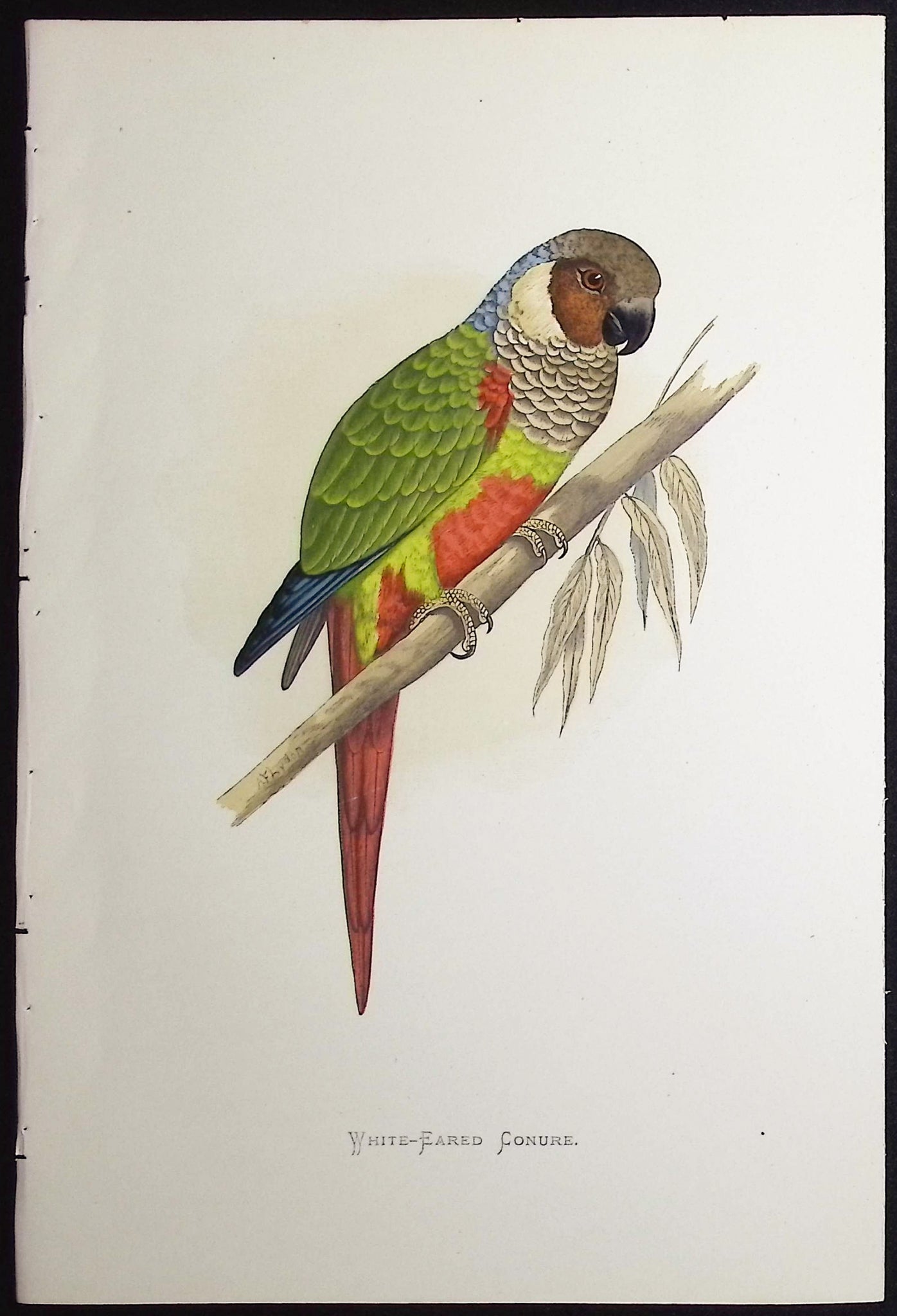 White-Eared Conure