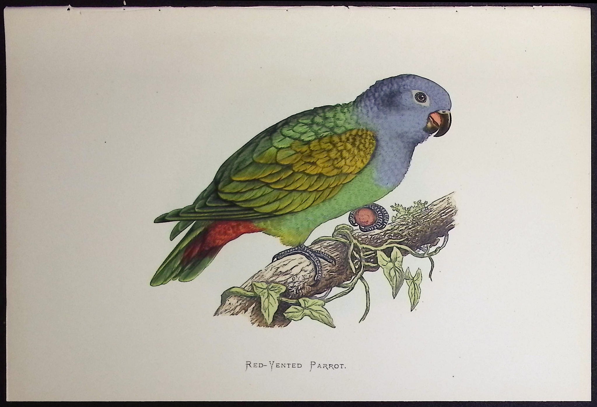 Red-Vented Parrot