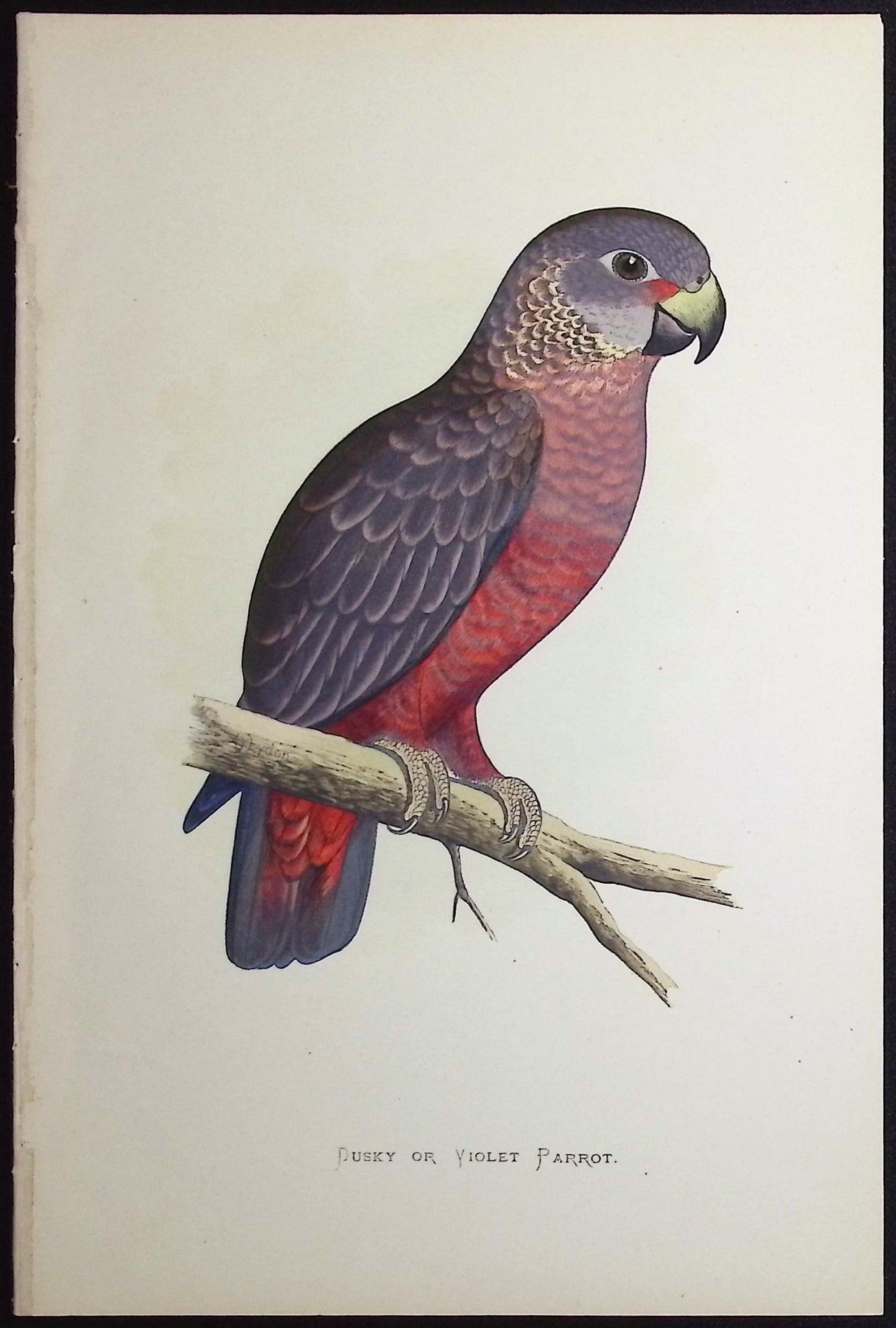 Dusky or Violet Parrot