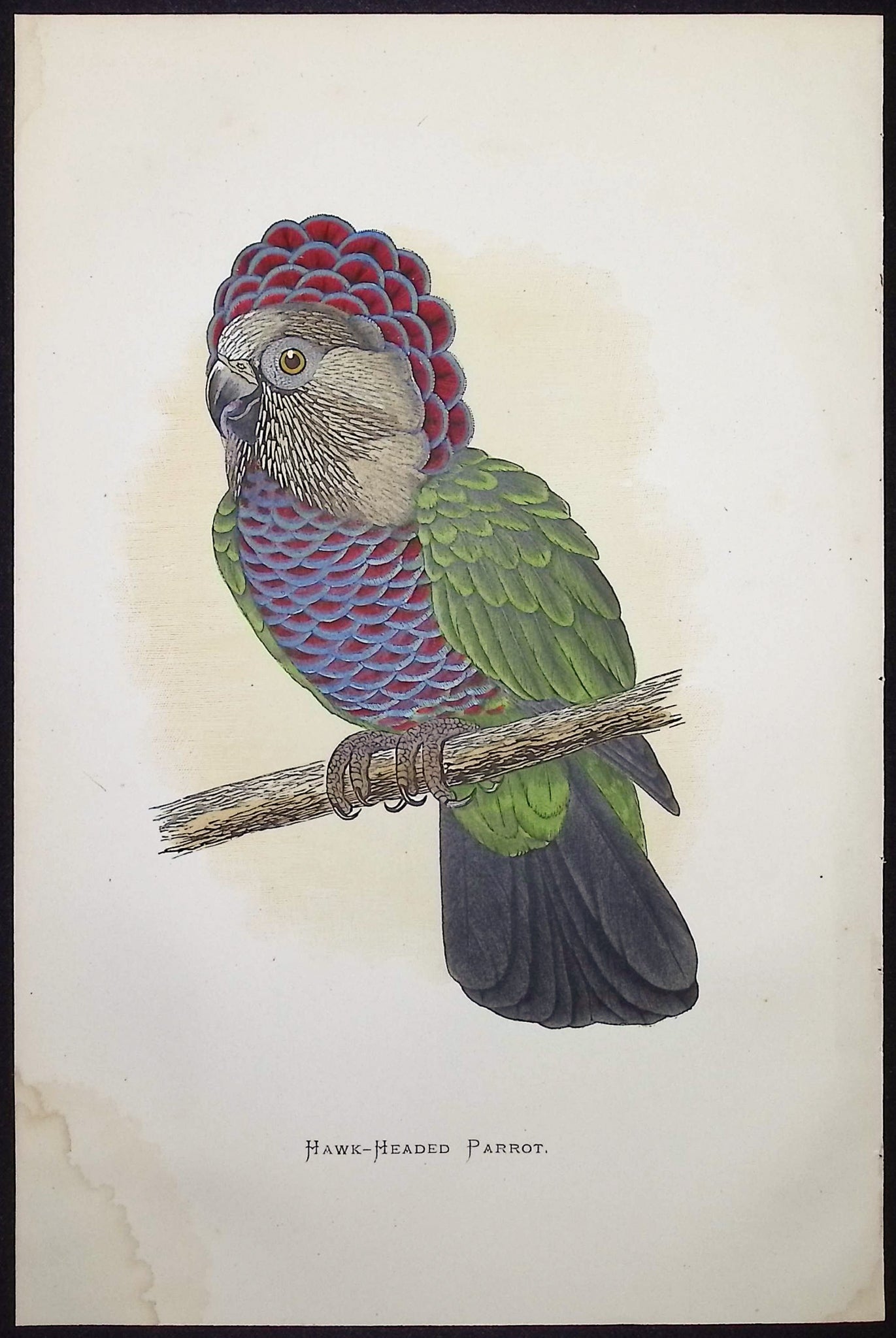 Hawk-headed Parrot