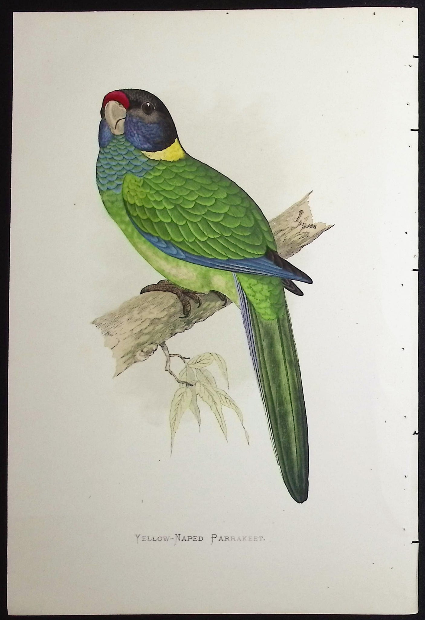 Yellow-naped Parrakeet
