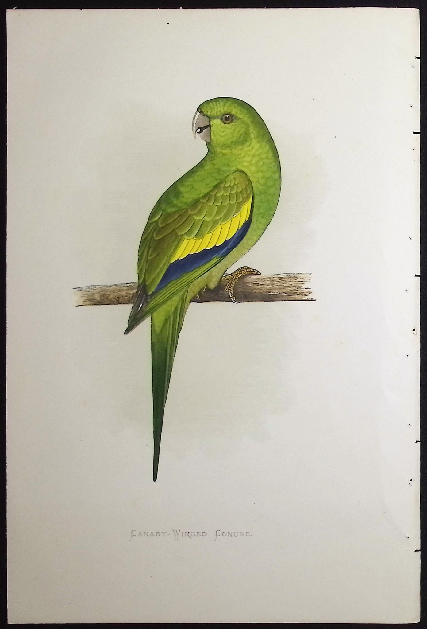 Canary-winged Conure