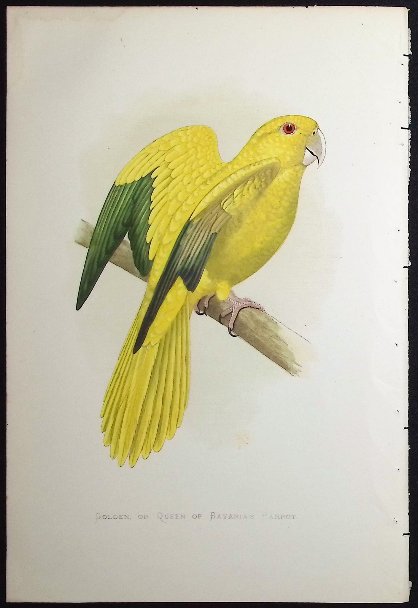 Golden or Queen of Bavaria's Parrot