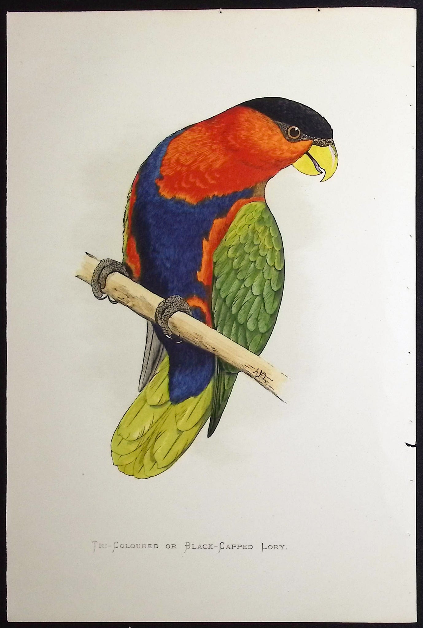 Tri-coloured or Black-capped Lory