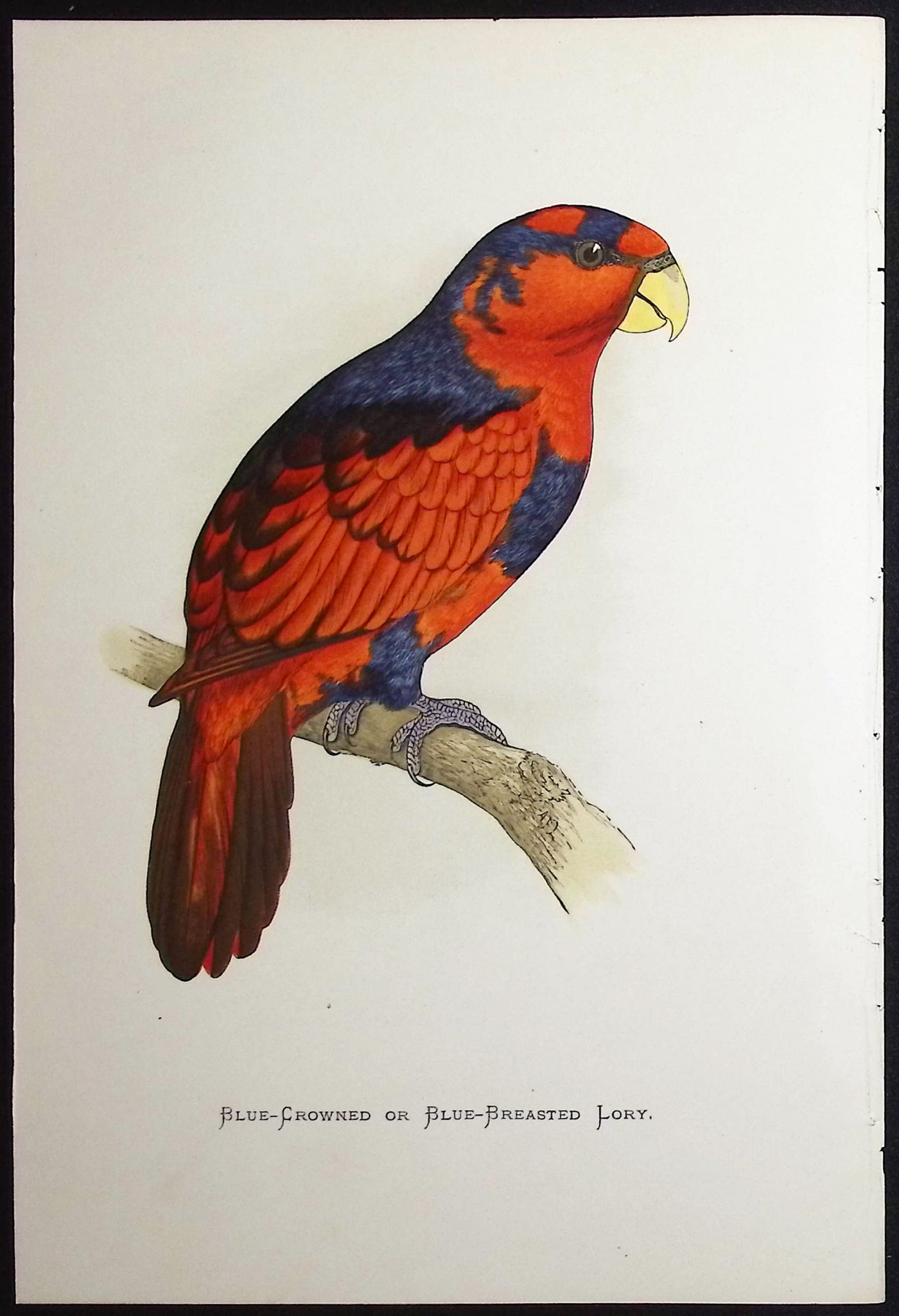 Blue-crowned or Blue-breasted Lory