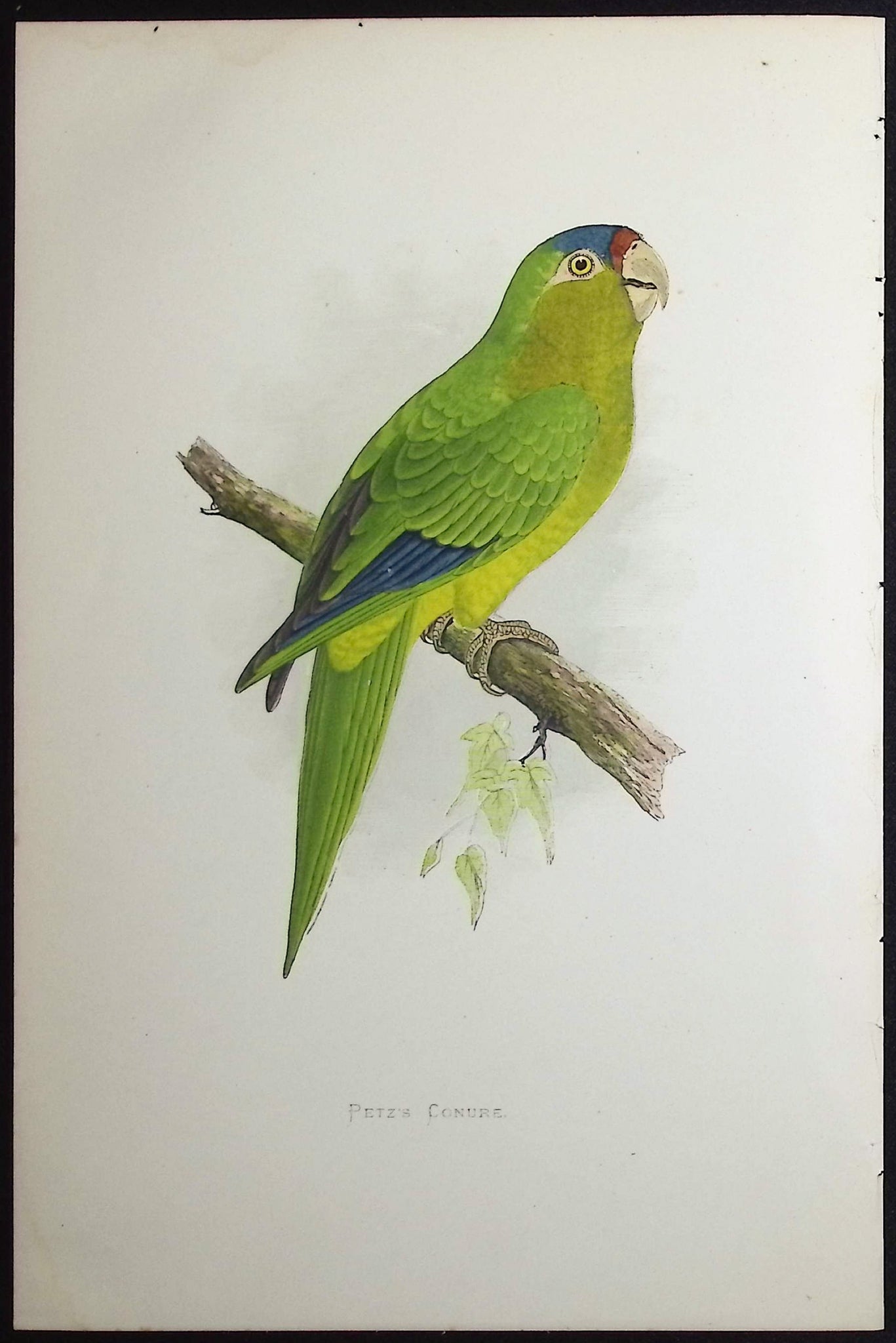 Petz's Conure