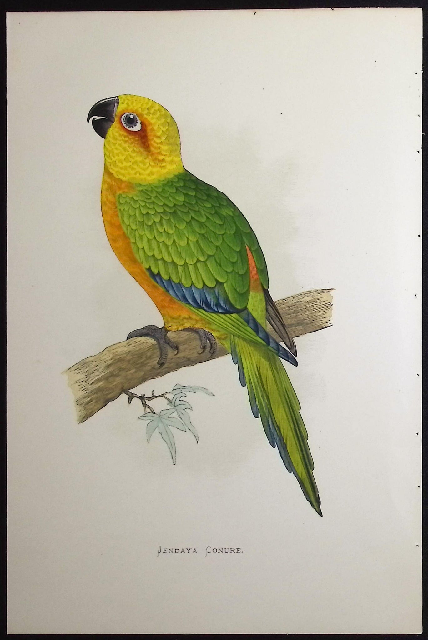 Jendaya Conure