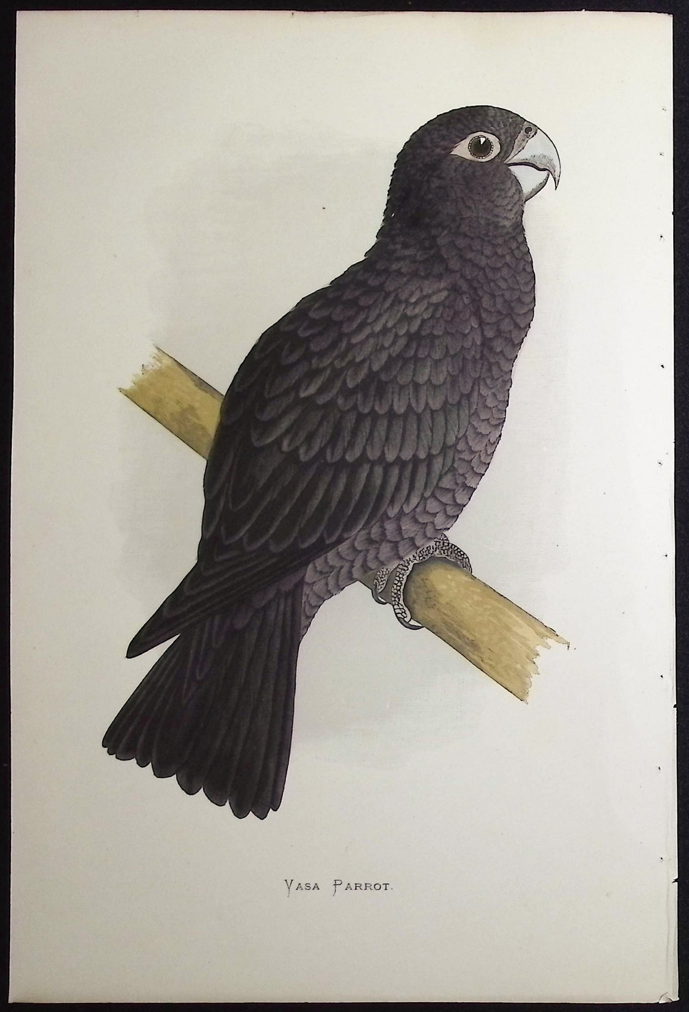 Vasa Parrot