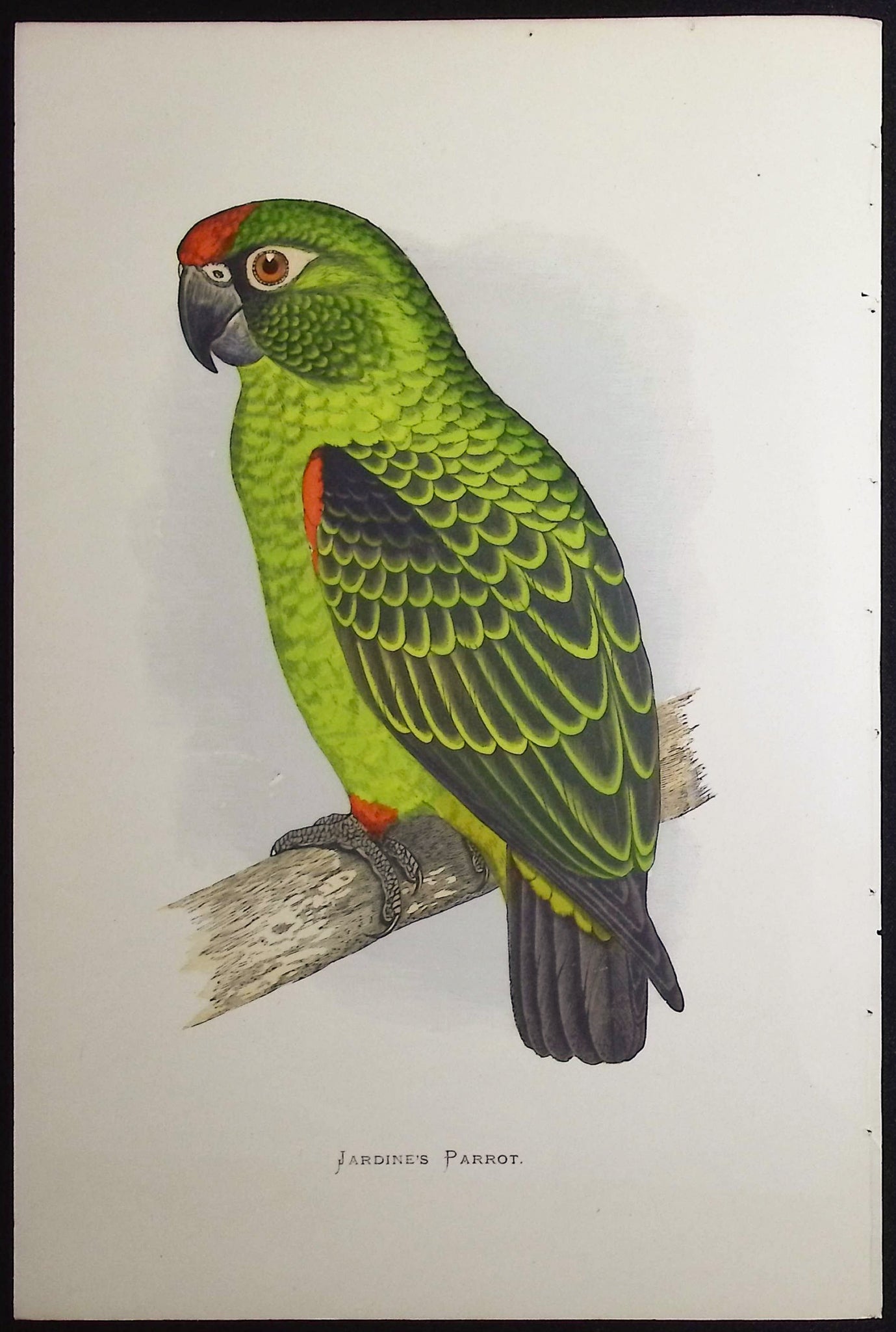 Jardine's Parrot