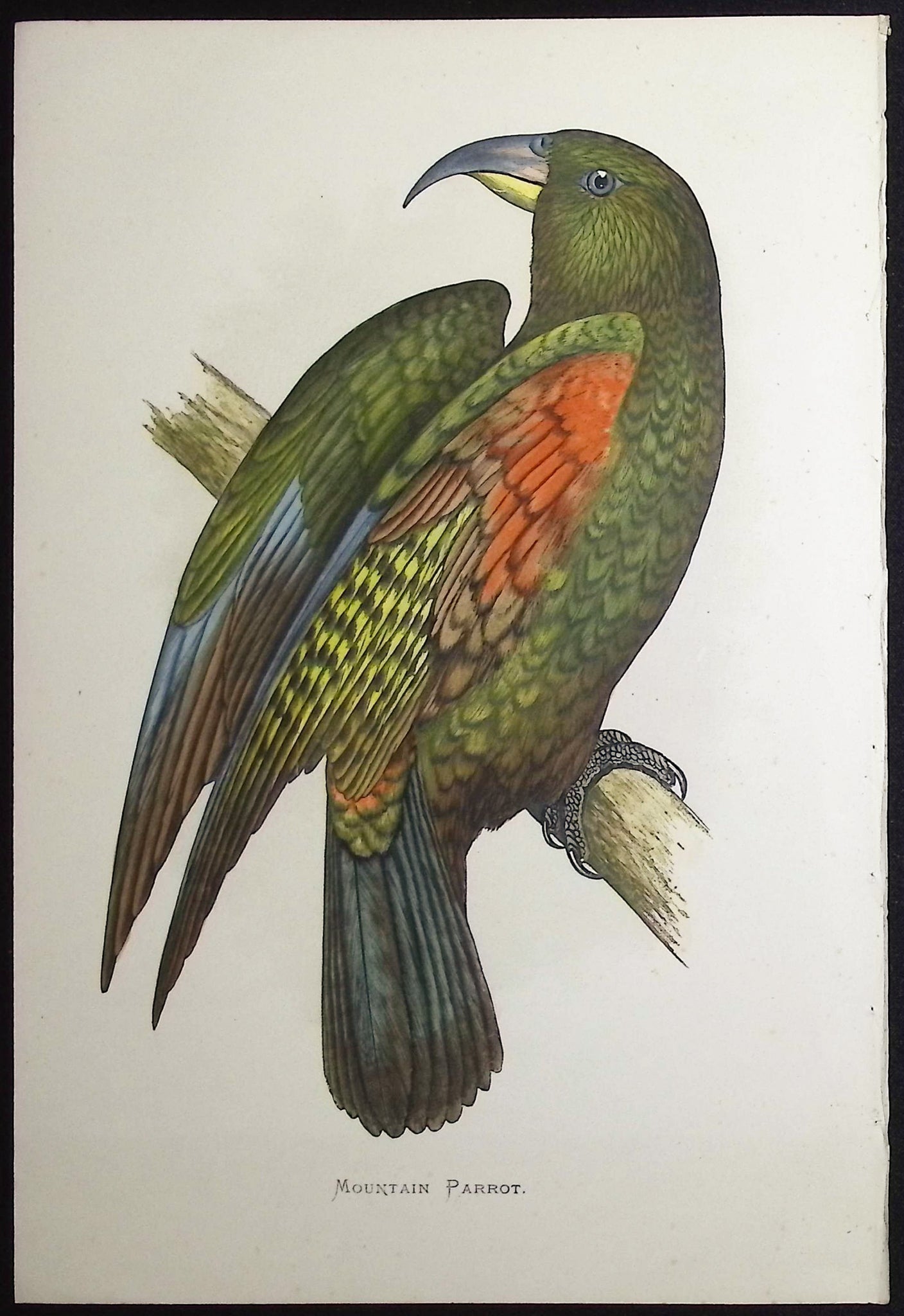 Mountain Parrot