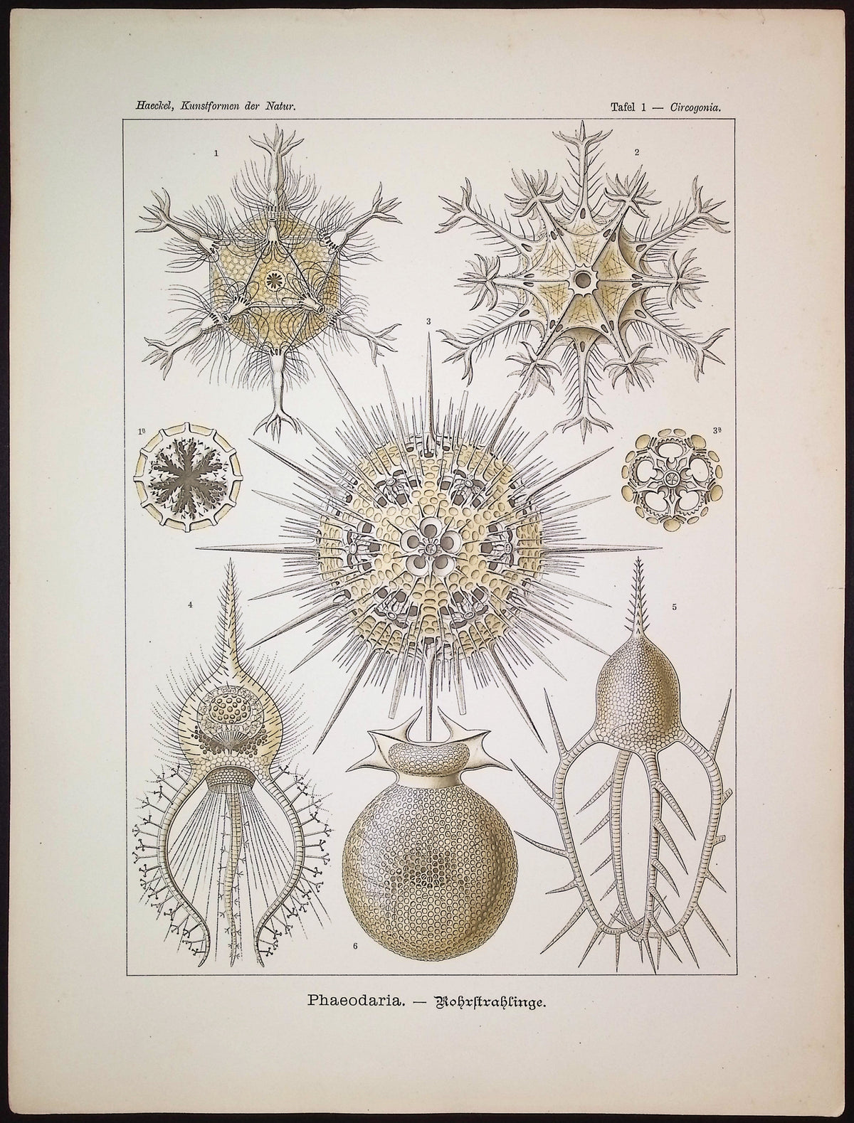 Cercozoa; Phaeodaria